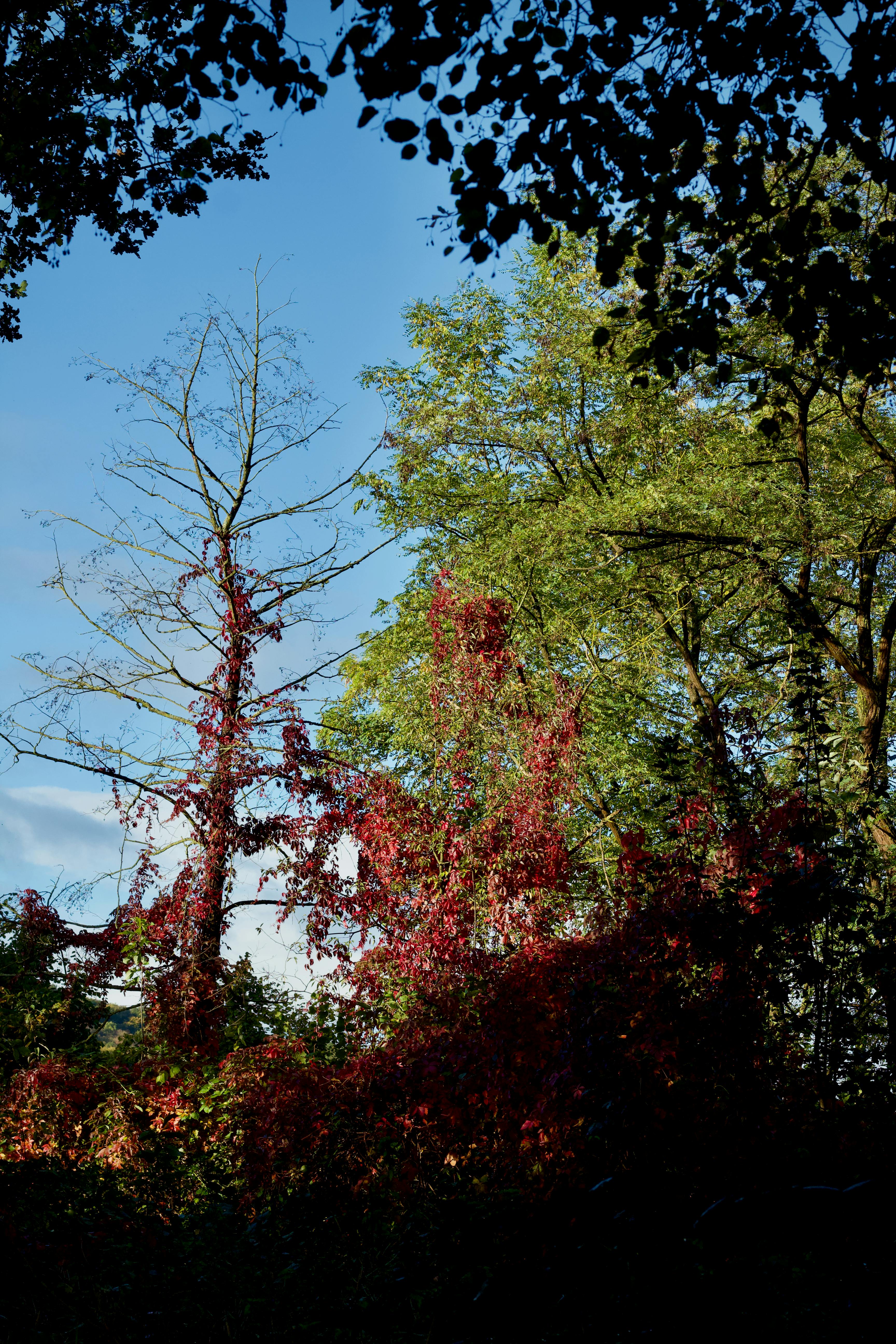 Δωρεάν Ένα όμορφο φθινοπωρινό τοπίο που παρουσιάζει ζωηρό φύλλωμα σε έναν καταγάλανο ουρανό σε ένα γαλήνιο δάσος. Φωτογραφία από στοκ φωτογραφιών