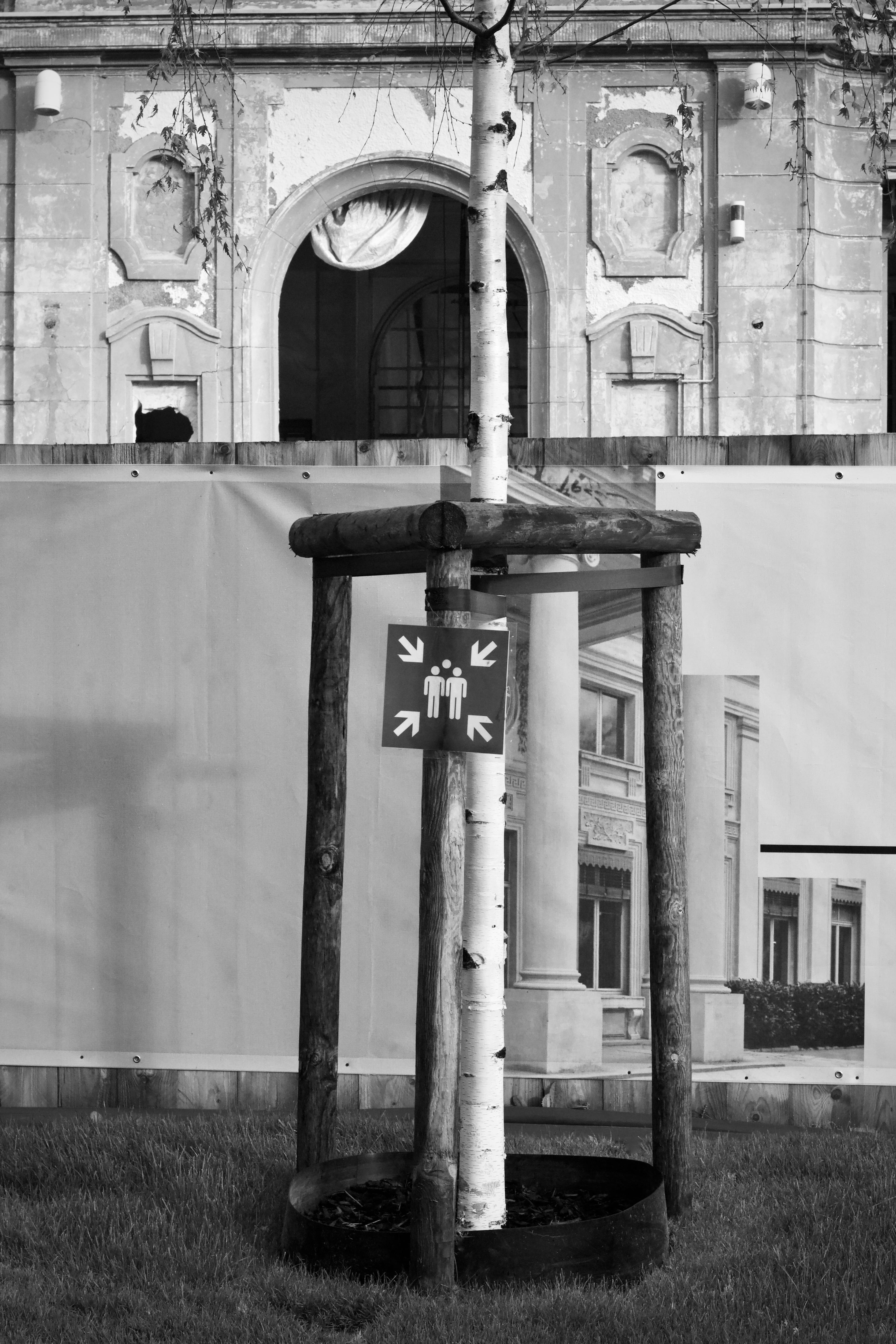 De franc Una escena urbana en blanc i negre que mostra un arbre jove sostingut per estaques de fusta prop d'un edifici antic. Foto d'estoc