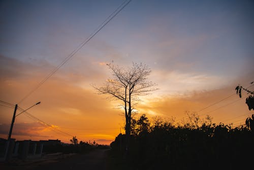 Free stock photo of backlit, dried tree, sky