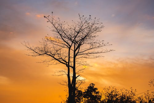 Free stock photo of backlit, dried tree, sky