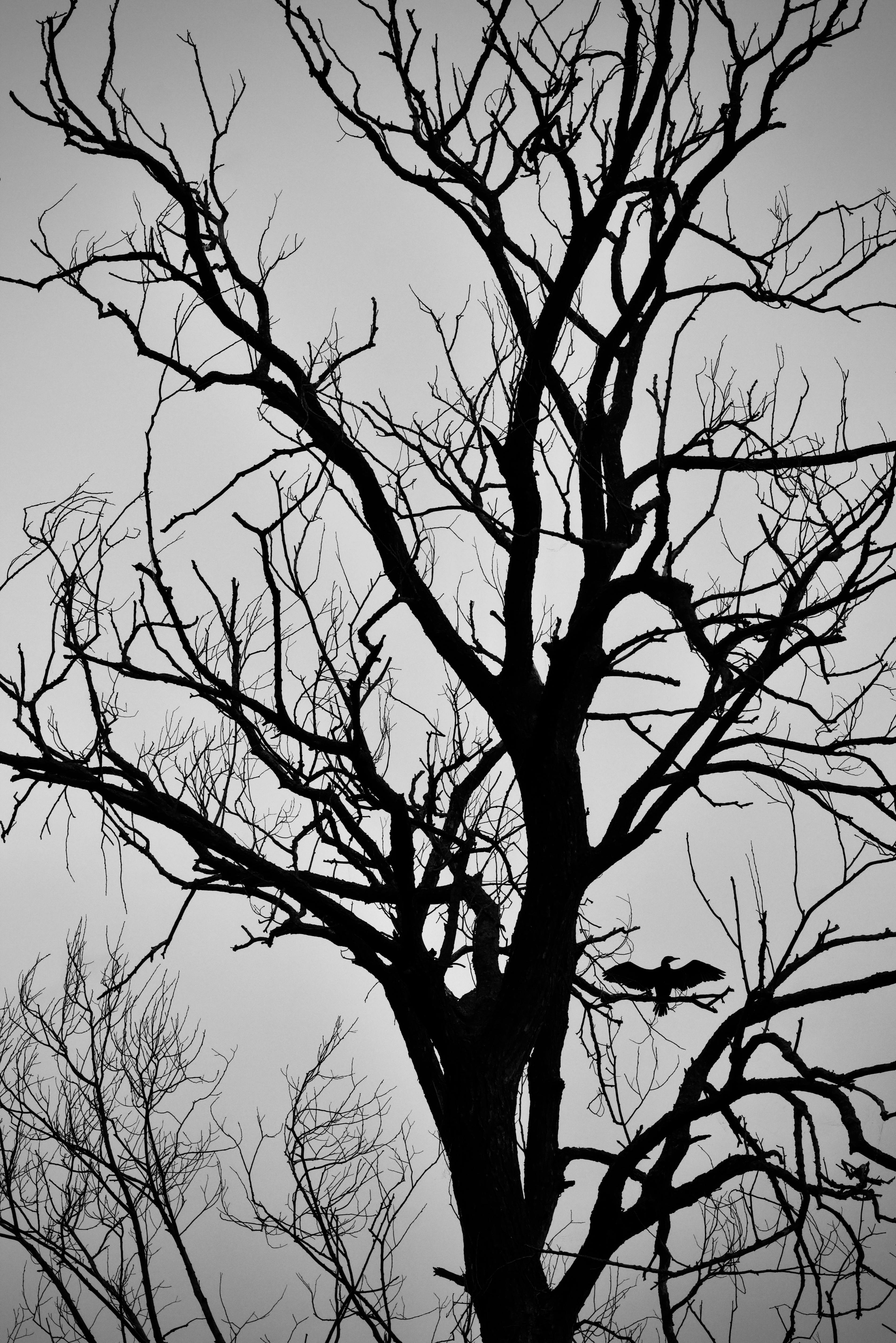 Ücretsiz açık hava, ağaç, ağaç siluet içeren Ücretsiz stok fotoğraf Stok Fotoğraflar