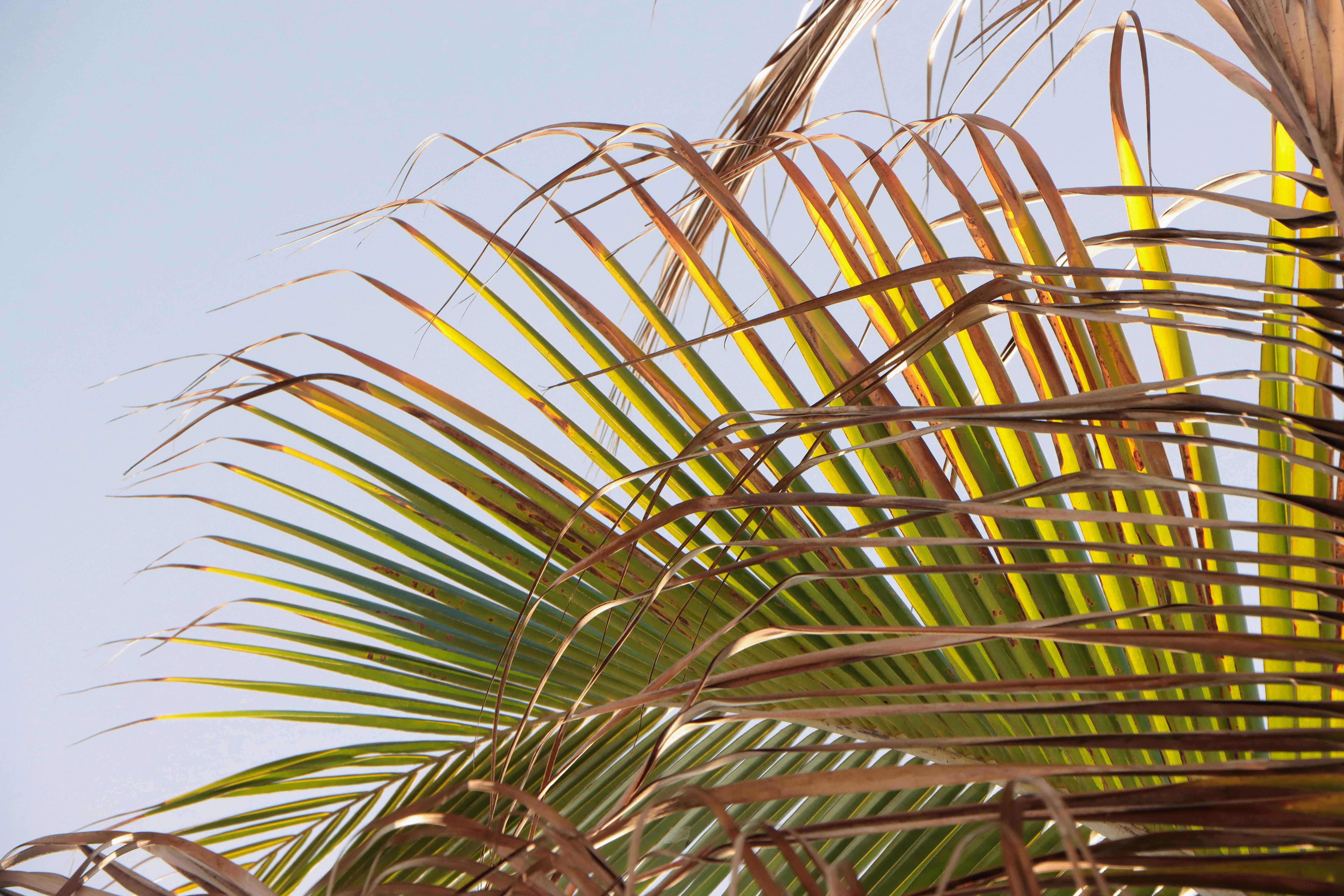 De franc Frondes de cocoter il·luminades pel sol contra un cel blau clar, que mostren la natura tropical. Foto d'estoc
