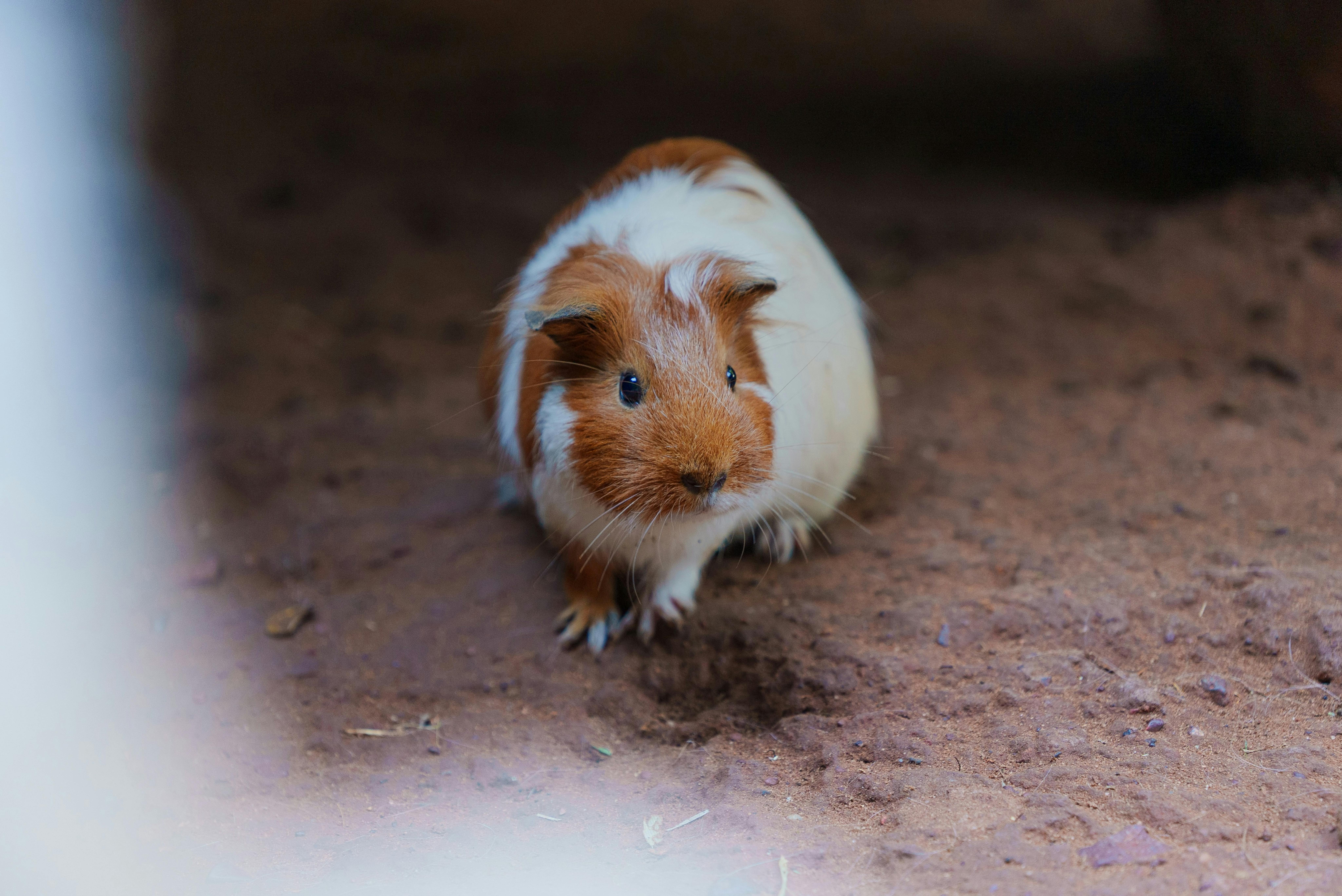 ฟรี หนูตะเภาตัวน้อยน่ารัก ขนสีน้ำตาลและขาว นอนอยู่บนพื้นดินในแสงธรรมชาติ คลังภาพถ่าย