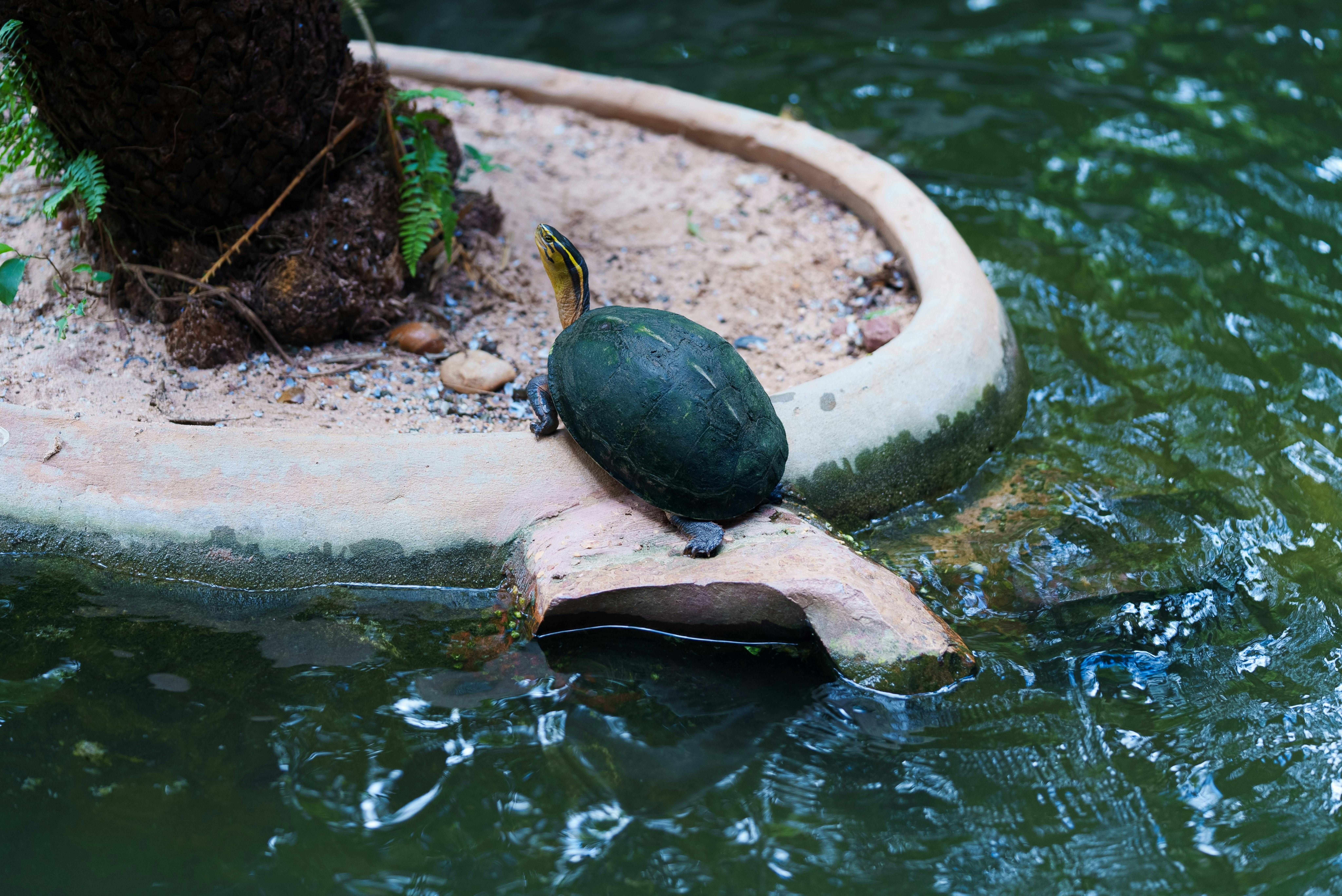 免费 一只乌龟趴在碧绿池塘的石台上晒太阳，周围环绕着茂盛的蕨类植物。 素材图片