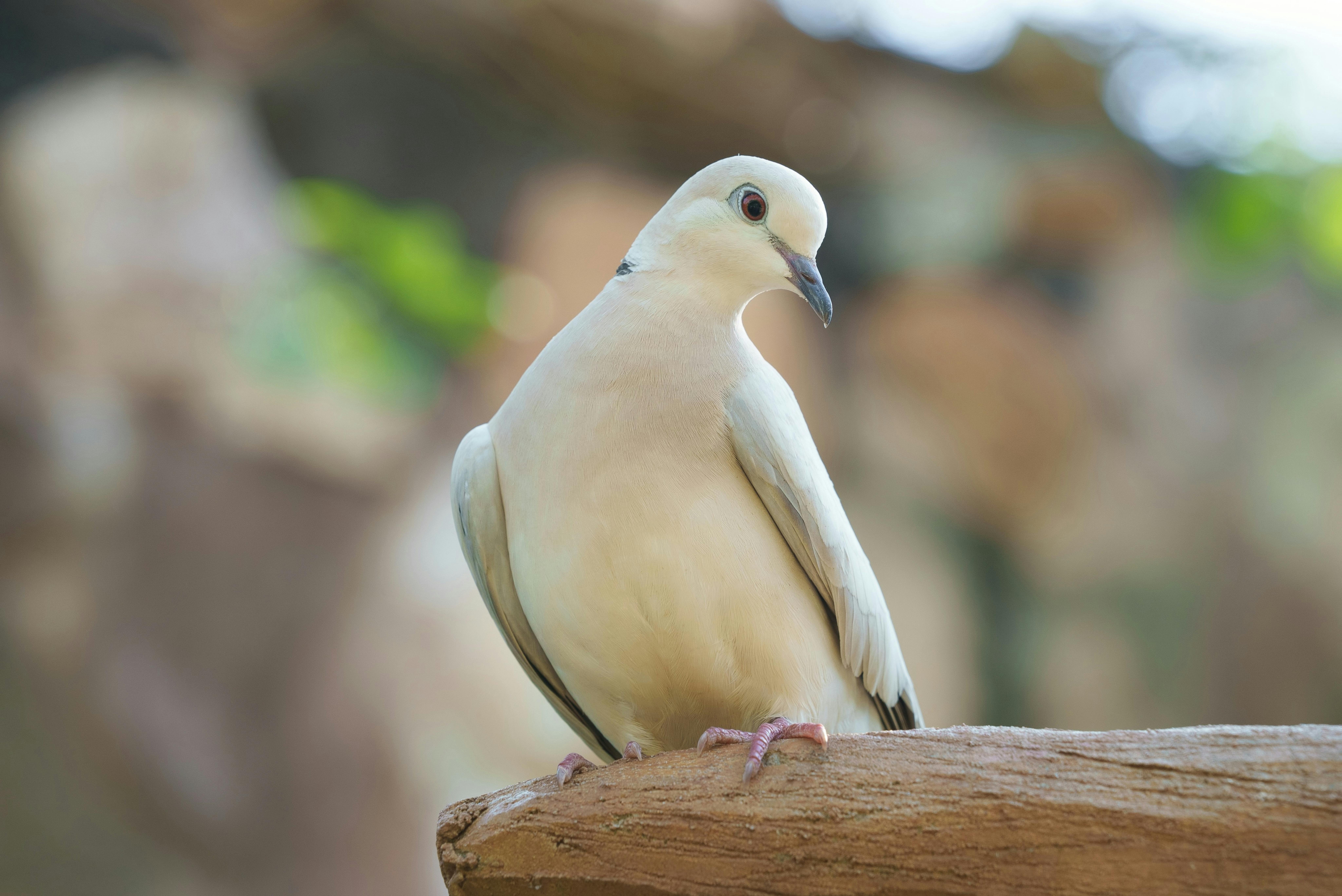 Zadarmo Holubica severská sedí na konári v kambodžskom prirodzenom prostredí. Fotka z fotobanky