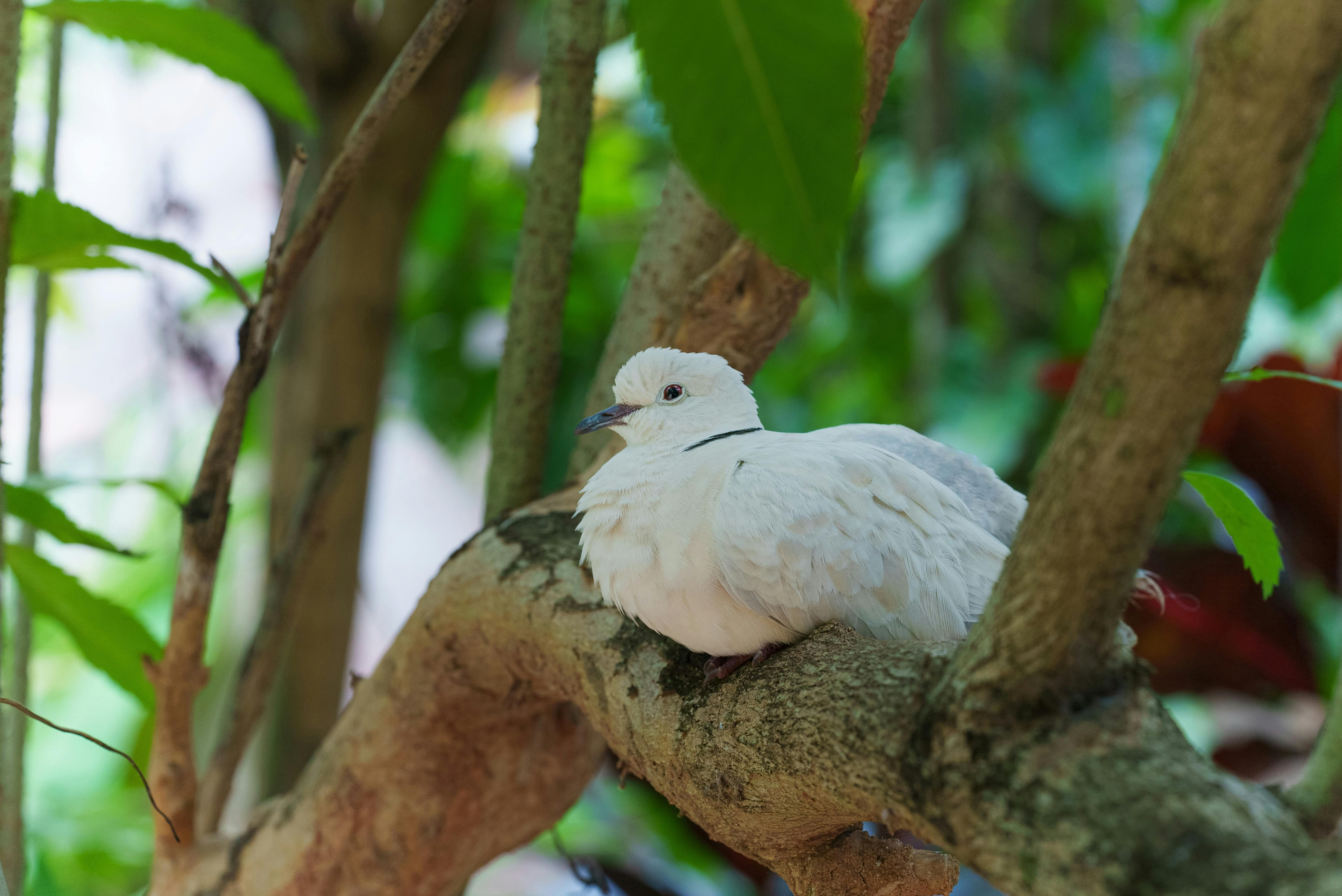 ฟรี นกพิราบขาวตัวหนึ่งเกาะอยู่บนกิ่งไม้ท่ามกลางพืชพรรณเขียวชอุ่มในประเทศกัมพูชาอย่างสงบ คลังภาพถ่าย
