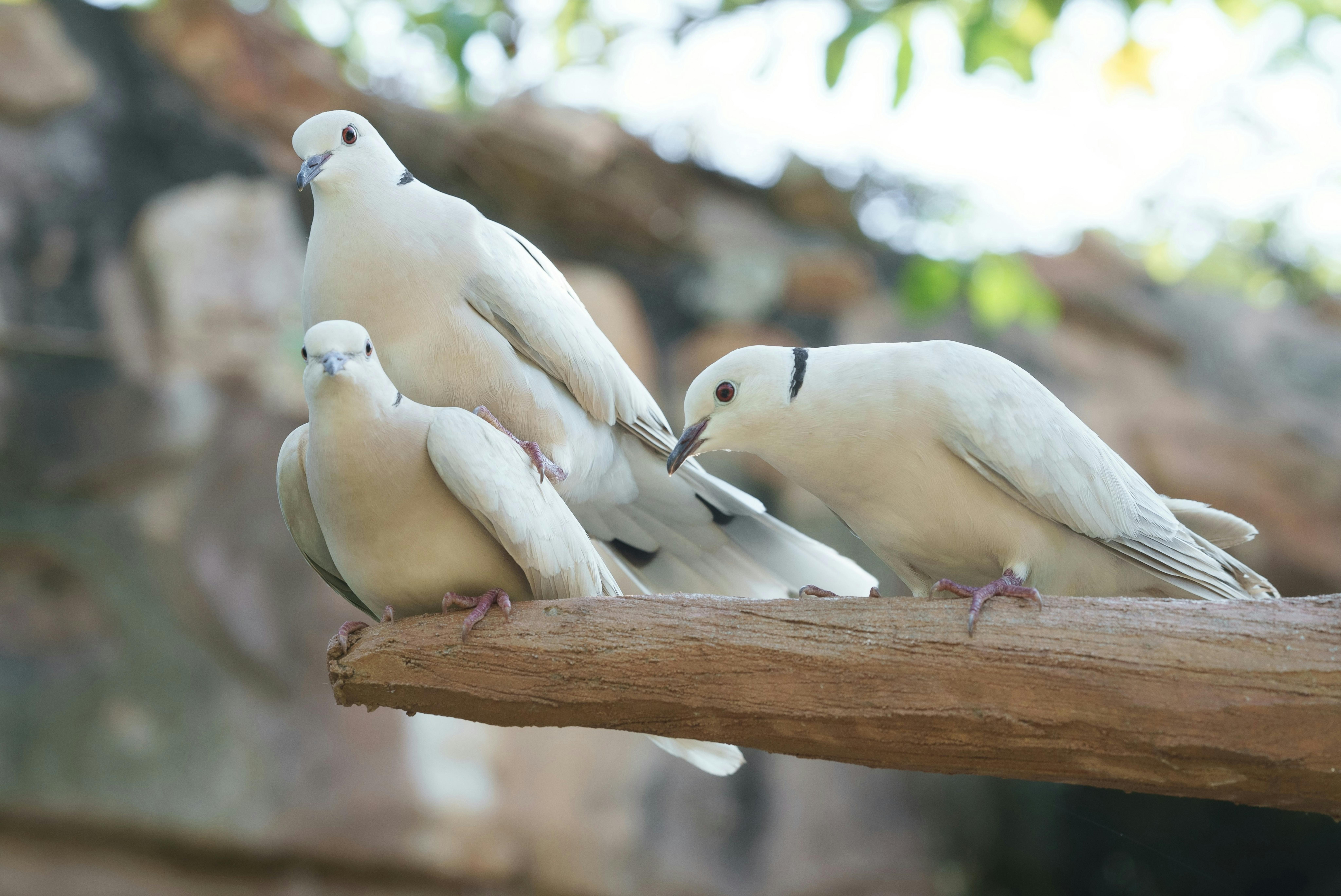 ingyenes Három galamb ült egy ágon lágy háttér előtt, megörökítve egy nyugodt természeti pillanatot. Stockfotó