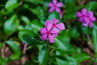 Vibrant pink Vinca flowers captured in a lush Cambodian garden.