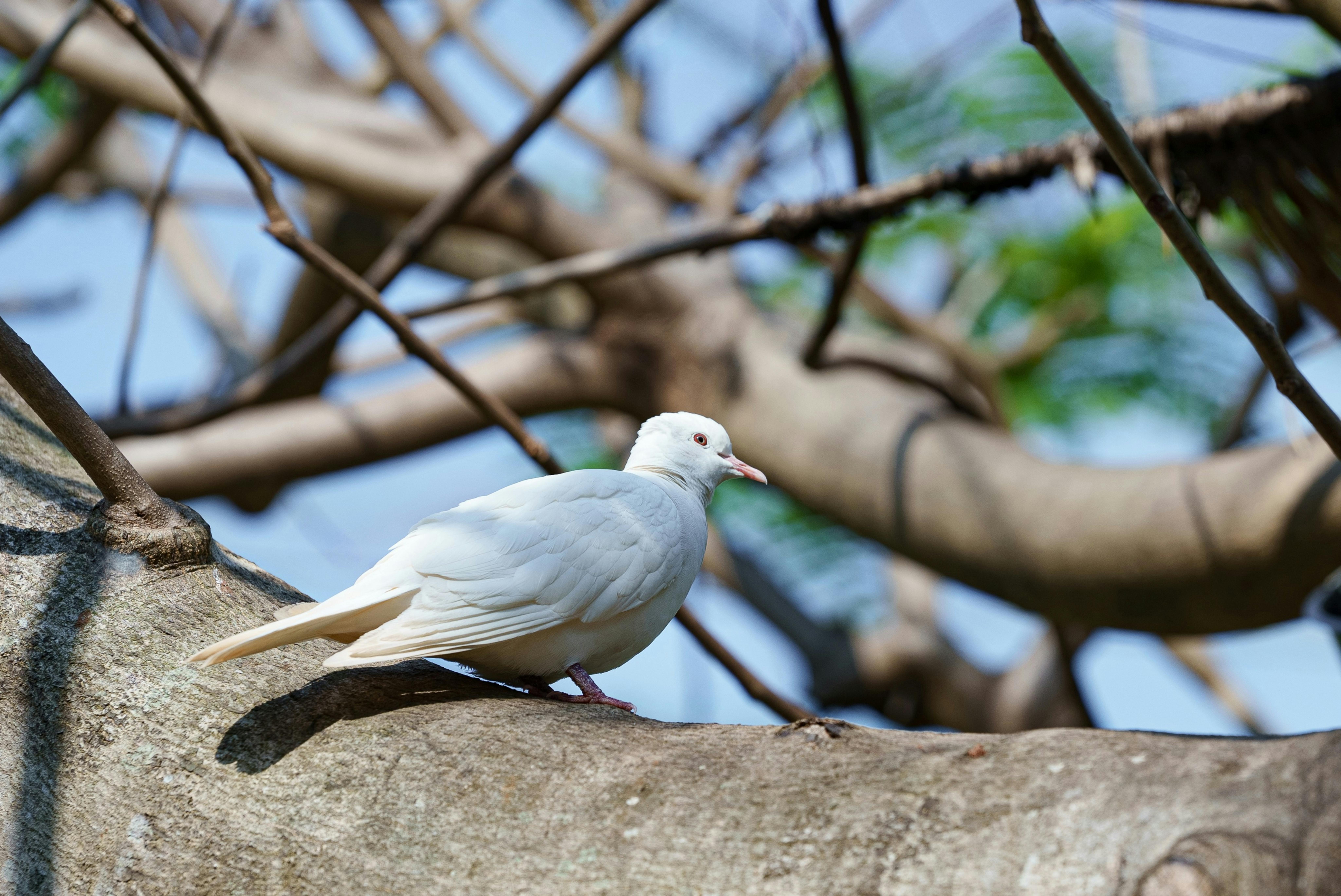 Zadarmo Pokojný biely holub sediaci na konári stromu v prírodnom prostredí, Kambodža. Fotka z fotobanky