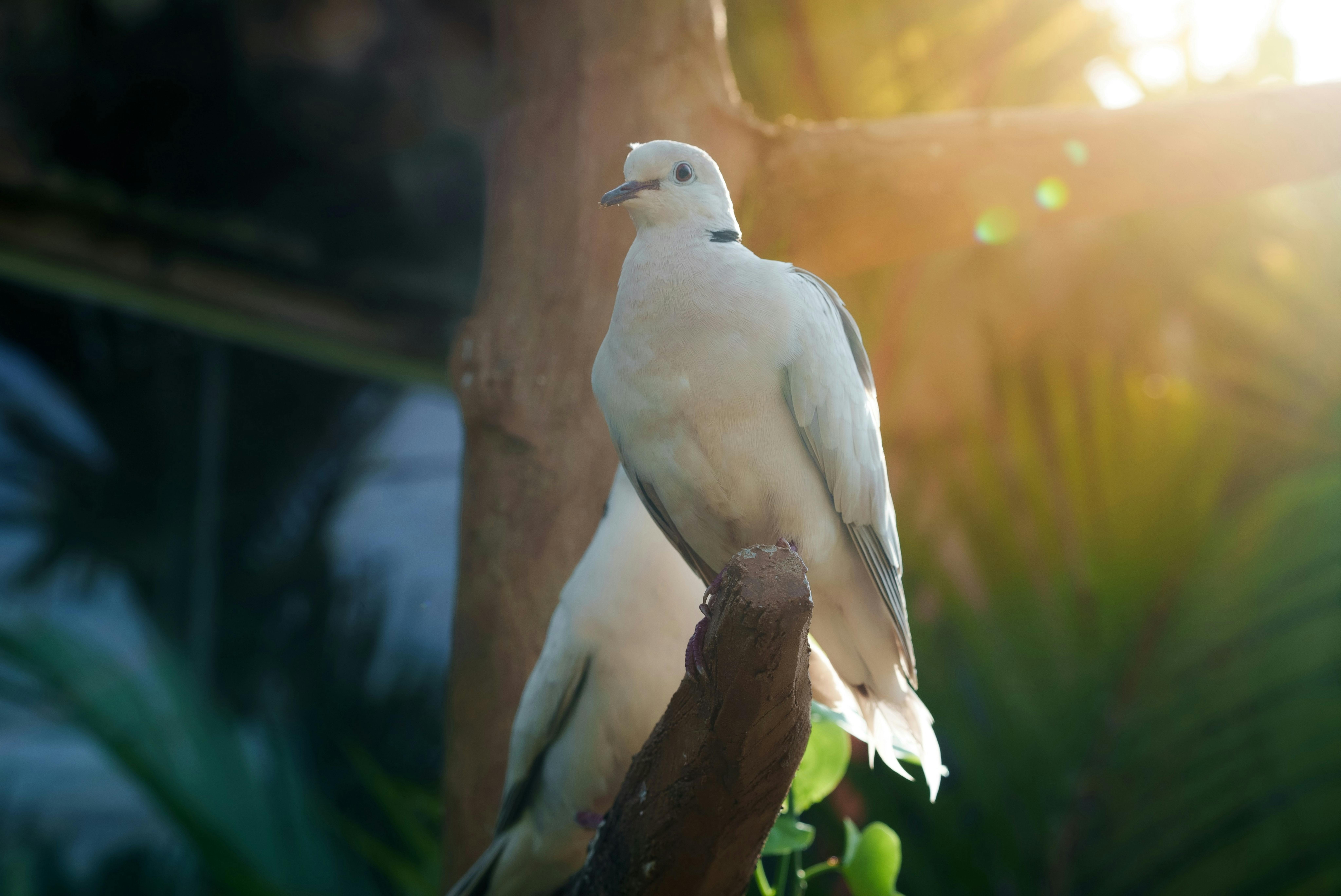 Zadarmo Pokojný obraz bielych holubíc odpočívajúcich na konári uprostred bujnej zelene v Kambodži. Fotka z fotobanky