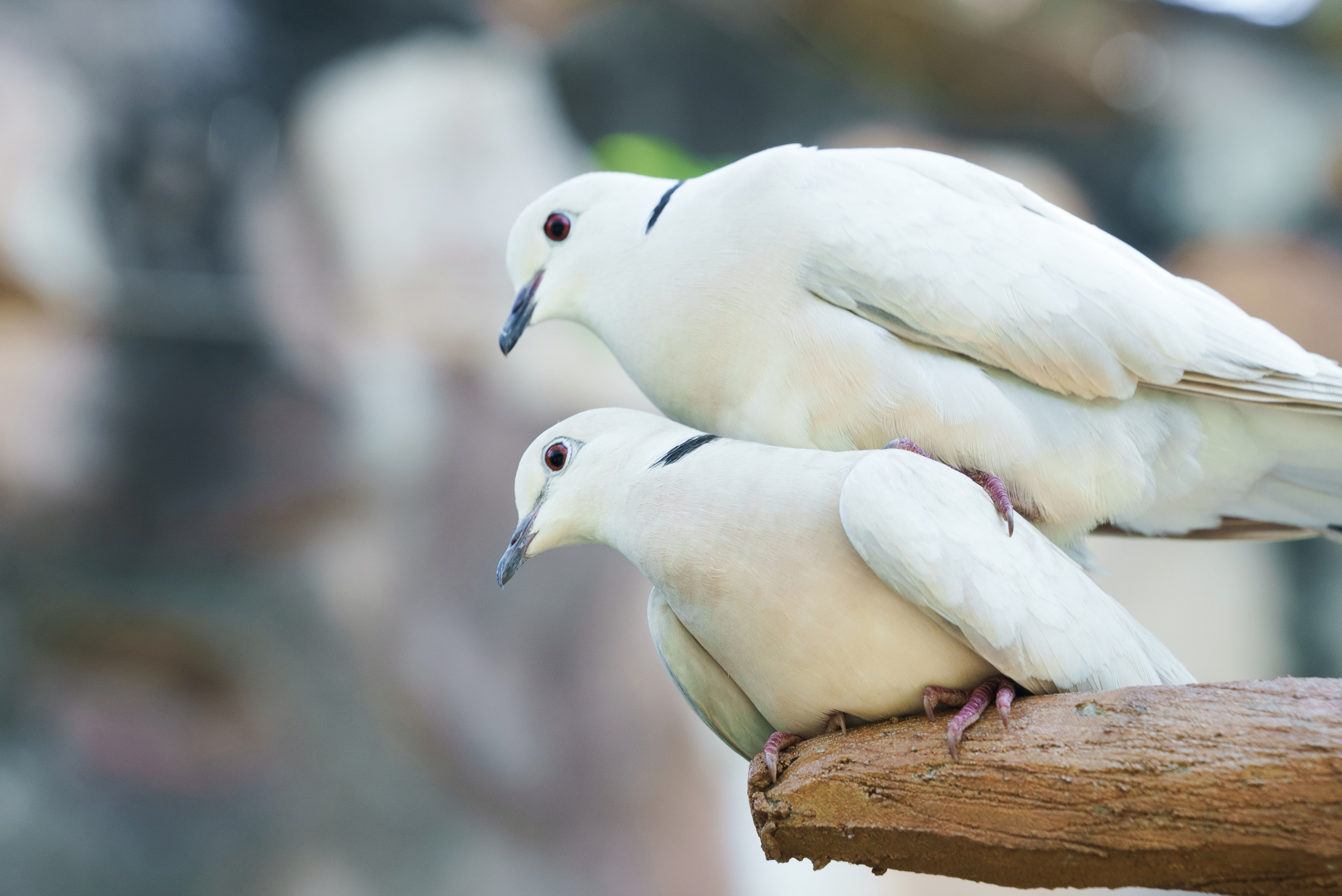 doves like cuddle