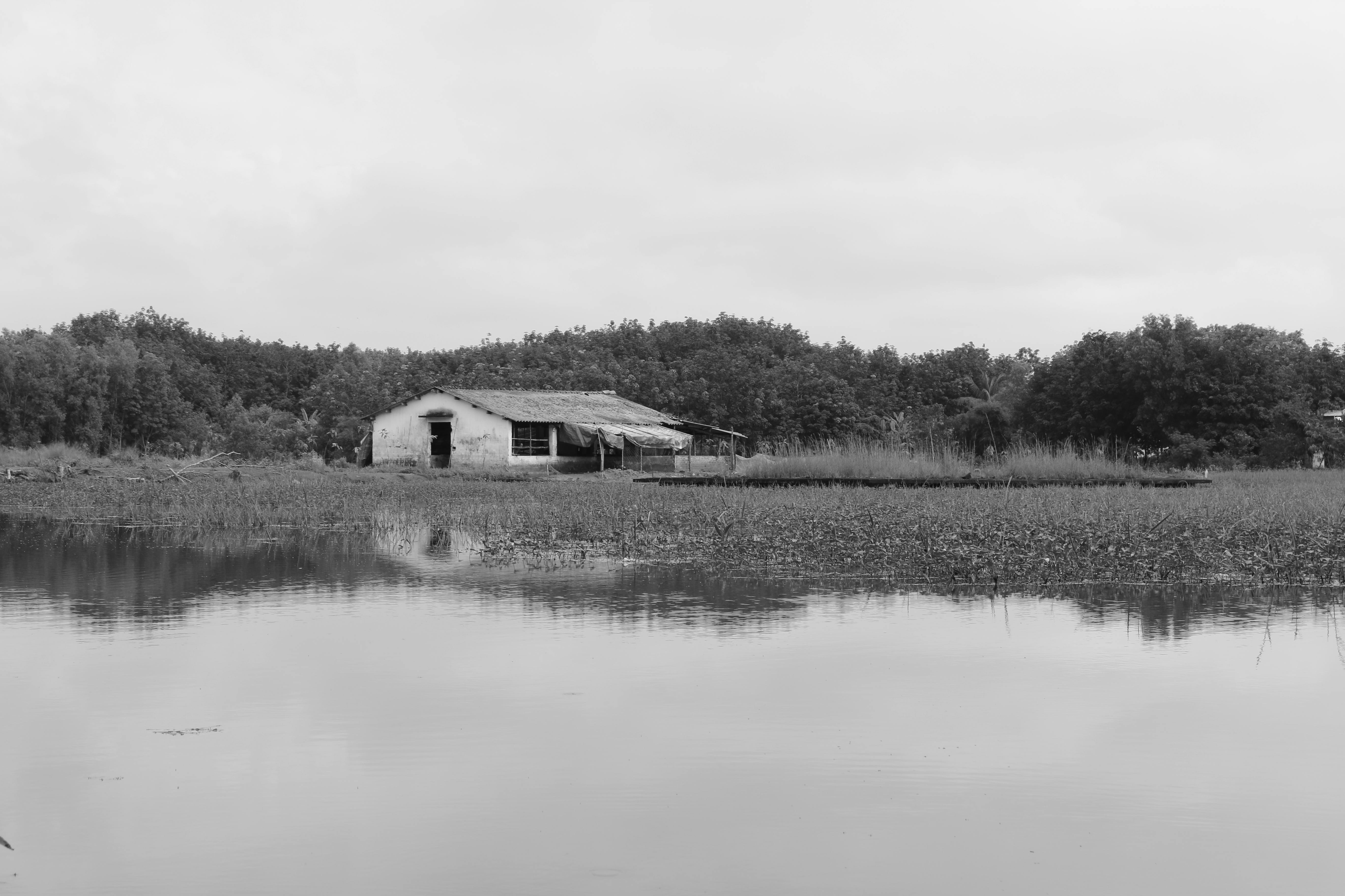 Kostnadsfria Svartvita bilder av en övergiven hydda bredvid ett lugnt vatten omgivet av frodig vegetation. Stock foto