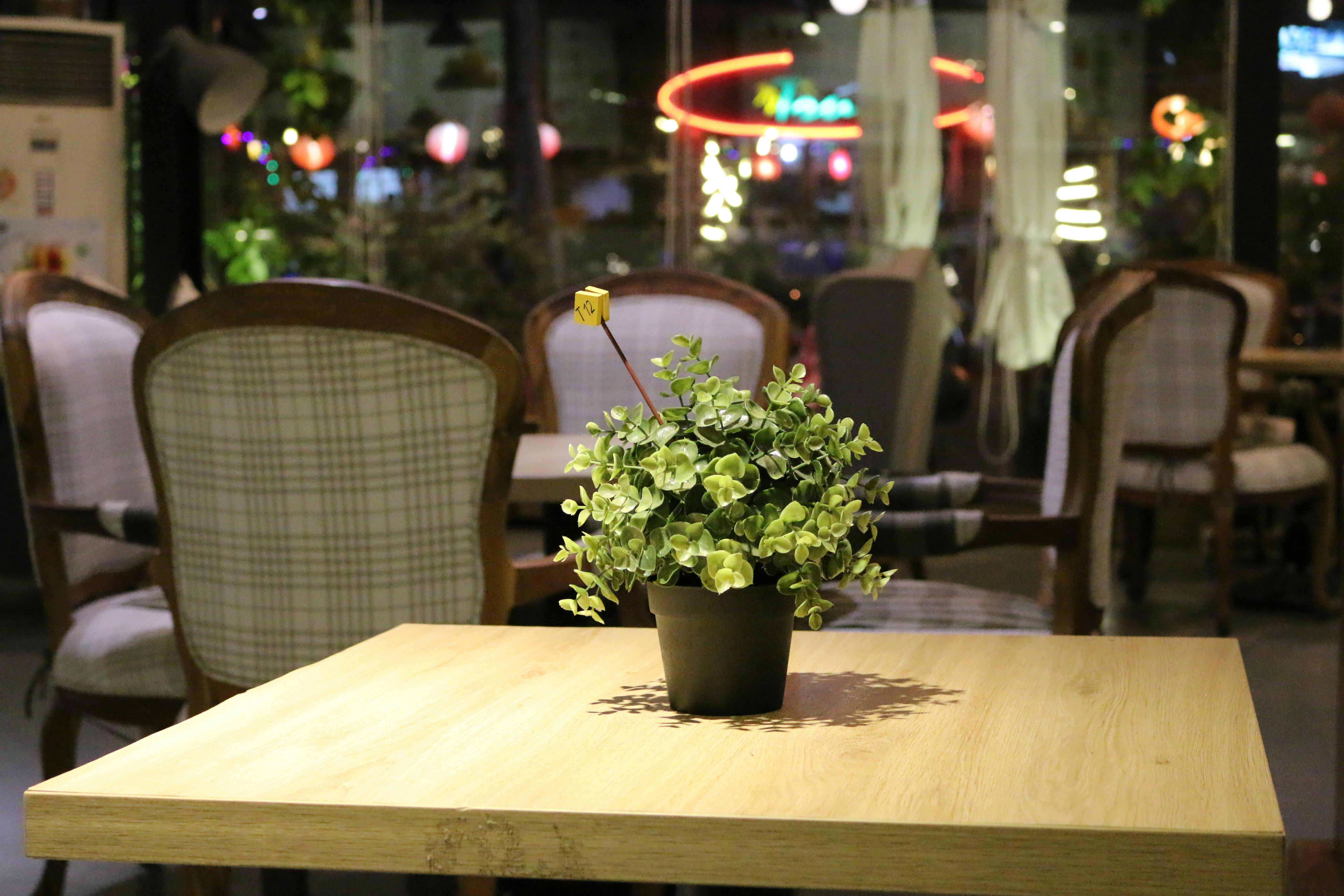 Gratis Una pianta in vaso su un tavolo di legno in un caffè al chiuso, illuminato da una luce calda. Foto a disposizione