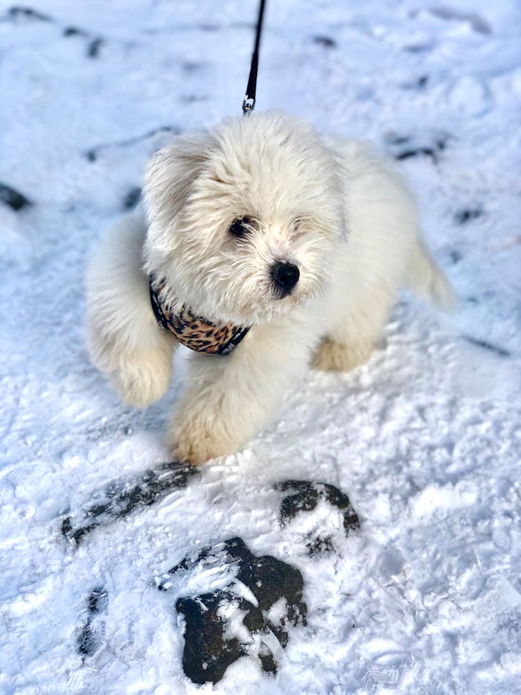 A White Puppy Bound In A Black Leash