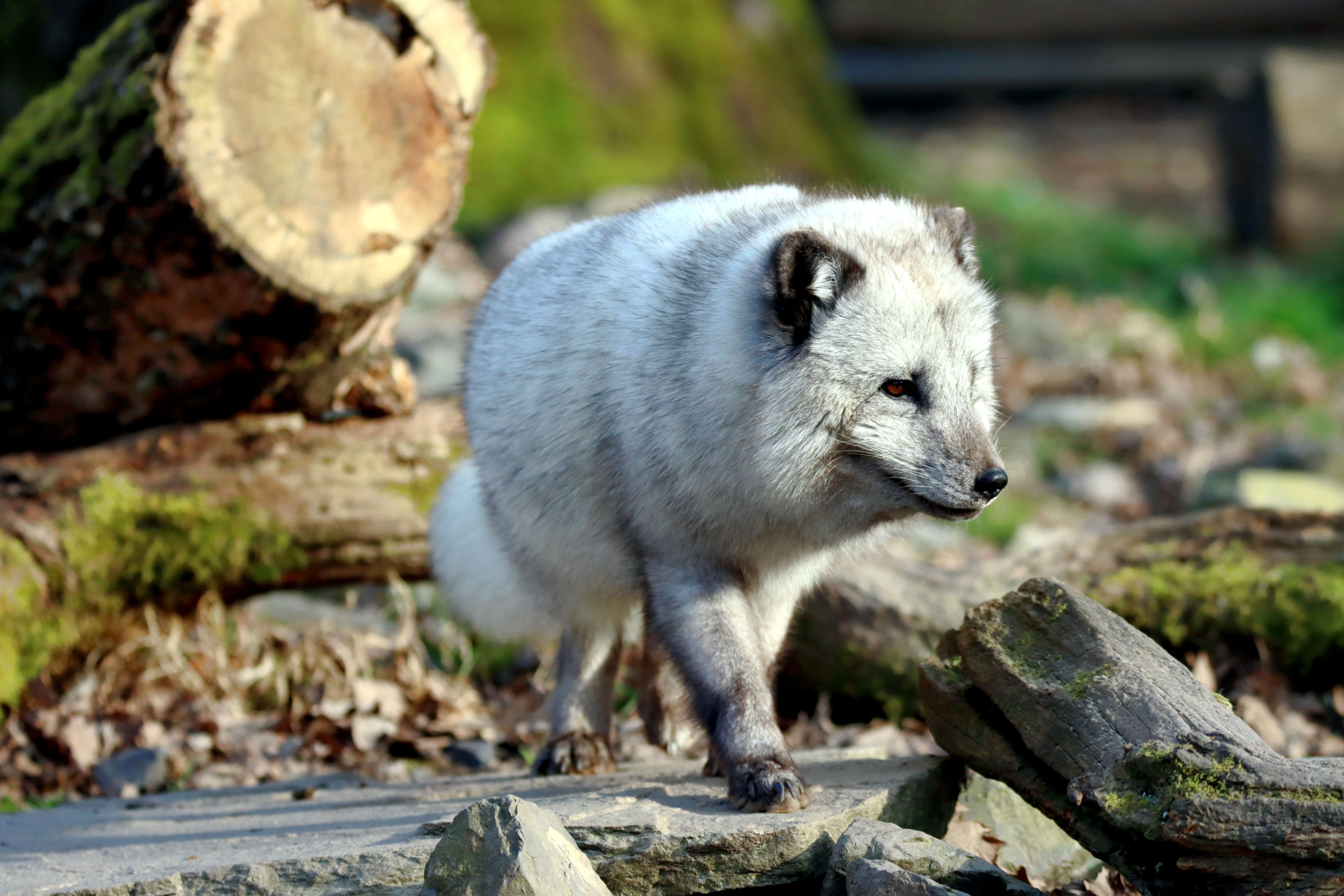 how to deter foxes from garden UK