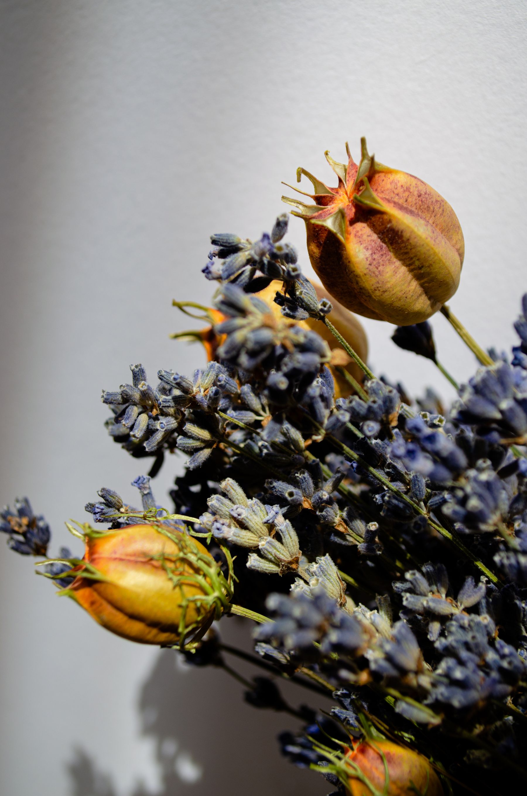 How Much Should You Cut? — lavender pruning and care