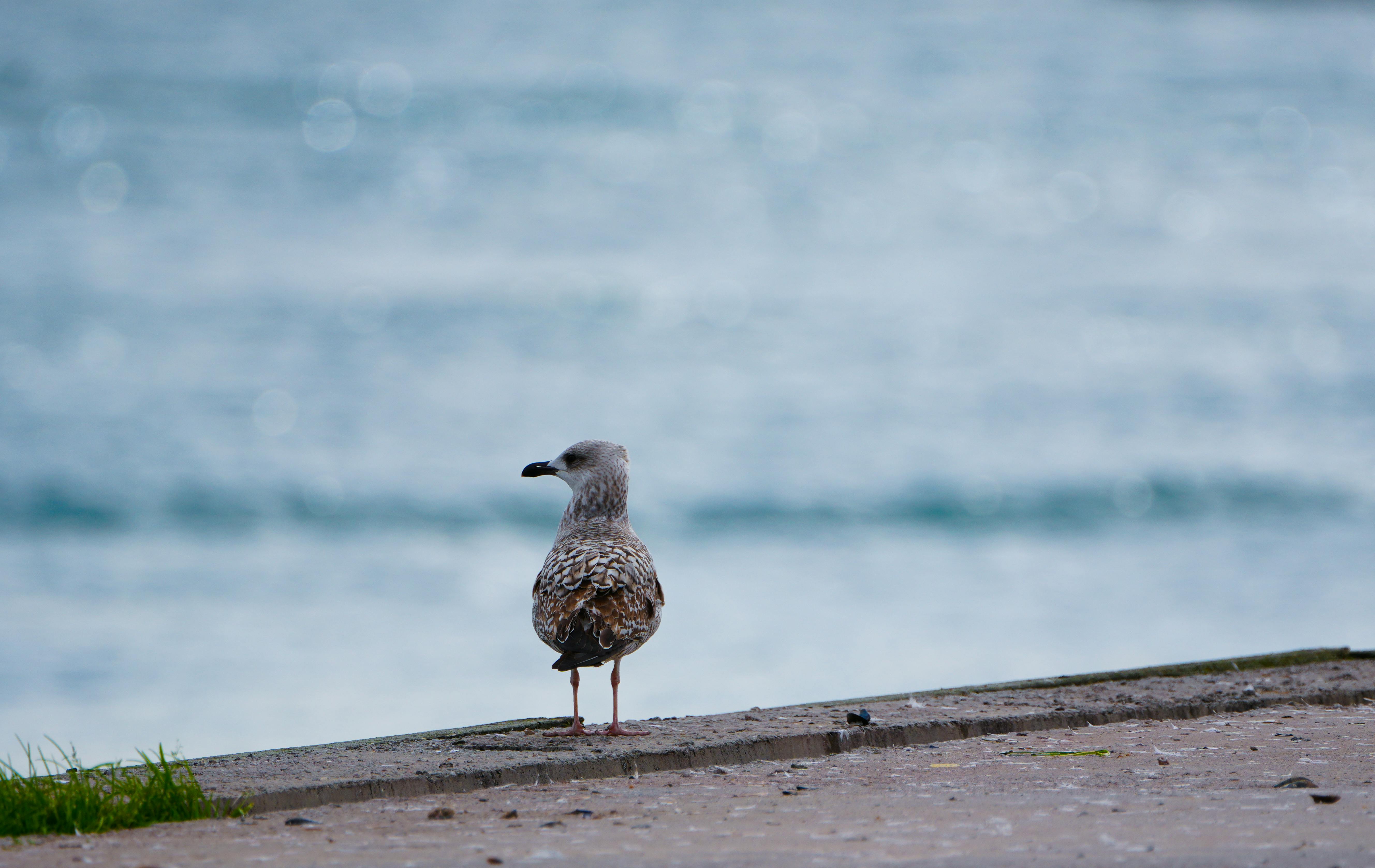 Gratis Un gabbiano solitario si erge su una sporgenza di cemento, affacciato su una serena vista sull'oceano. Foto a disposizione