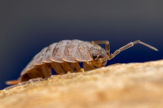 Detailed macro shot of a woodlouse in natural habitat, highlighting its textured exoskeleton.