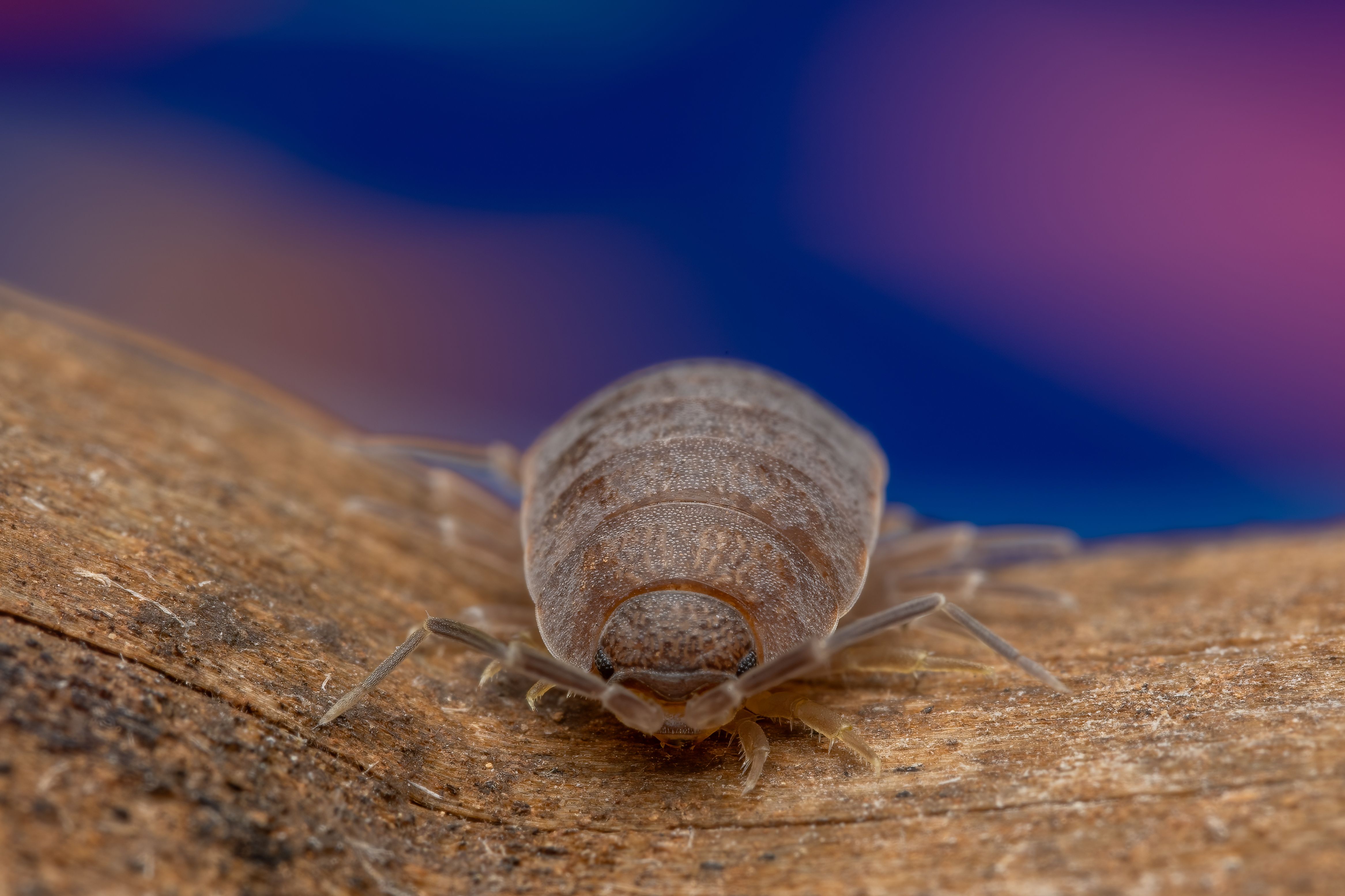 Close-up of a woodlouse crawling on a log, showcasing its detailed texture against a blurred background.