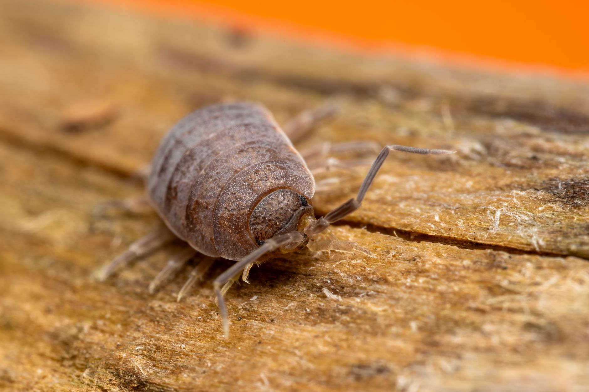 The Woodlouse