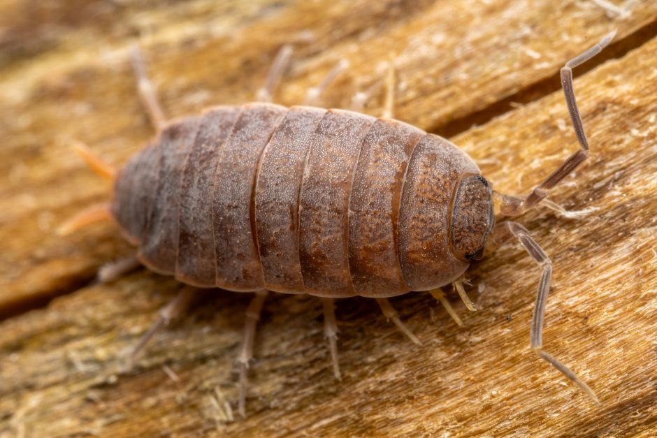 pill bug vs sow bug comparison showing the pill bug's ability to roll into a ball - Get rid of pillbugs pill bug vs sow bug comparison showing the pill bug's ability to roll into a ball - Get rid of pillbugs