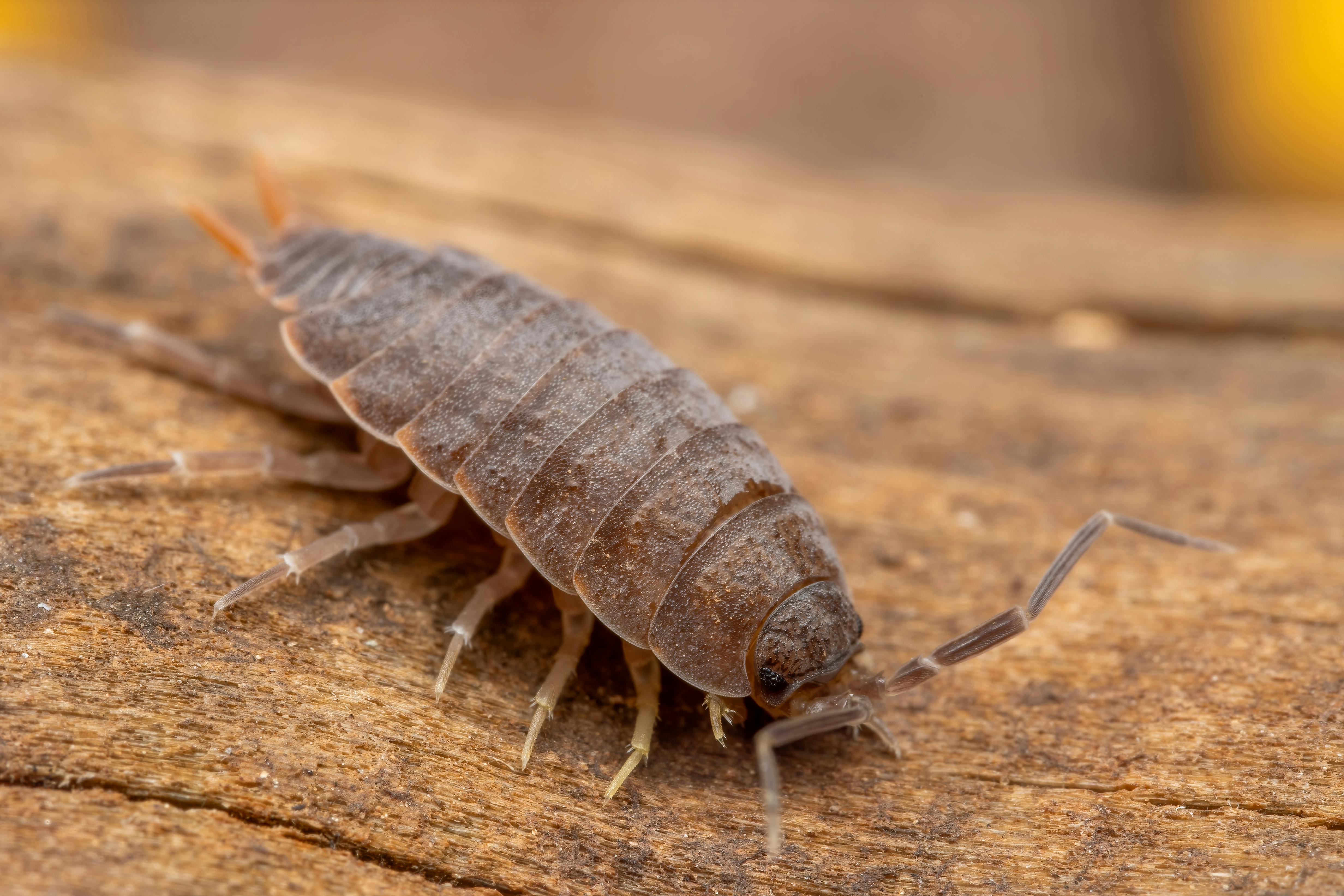 Deep-Sea Gigantism Linked to Cold Temperatures