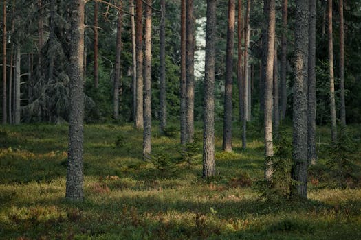 Peaceful scene of tall pine trees in a lush green forest during day.
