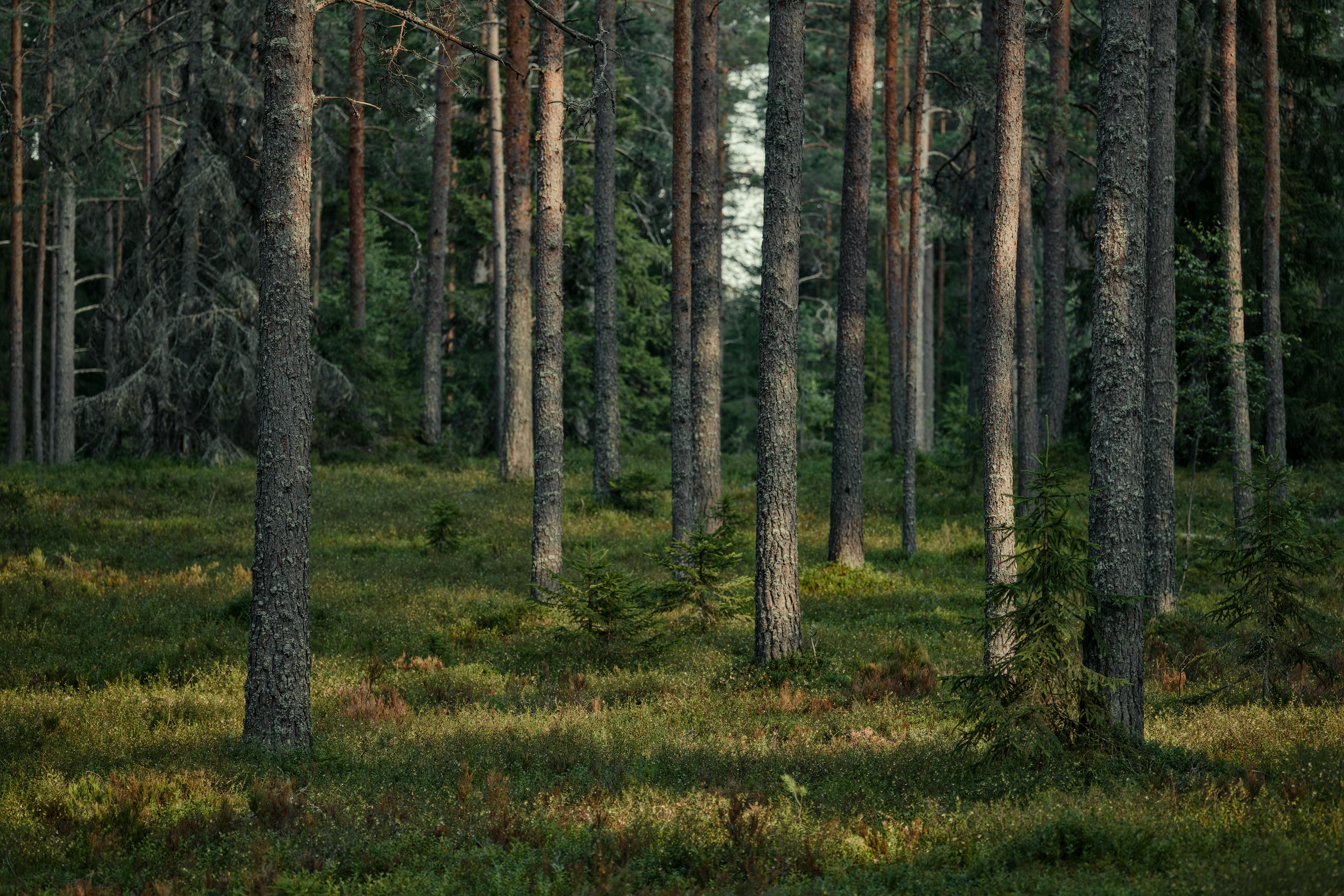 Free stock photo of conifer, coniferous forest, evergreen trees Stock Photo
