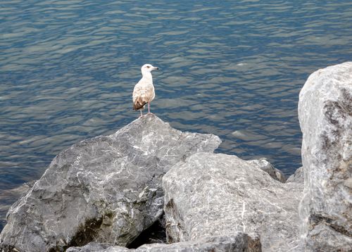Free A lone seagull perches on a rock beside blue waters, embodying serenity and solitude. Stock Photo
