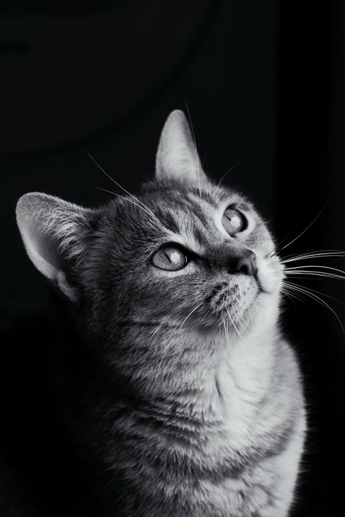 Cat Without Color With Monochrome Portrait of a Domestic Cat · Free Stock Photo