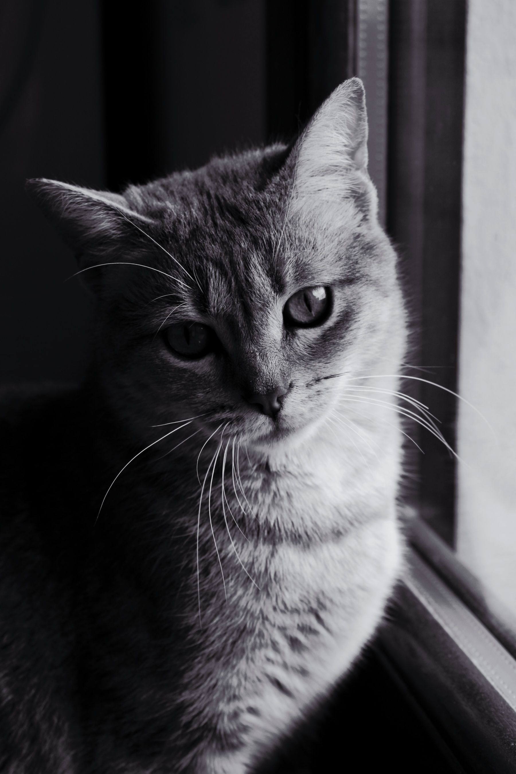 Artistic black and white photo of a domestic cat by a window.
