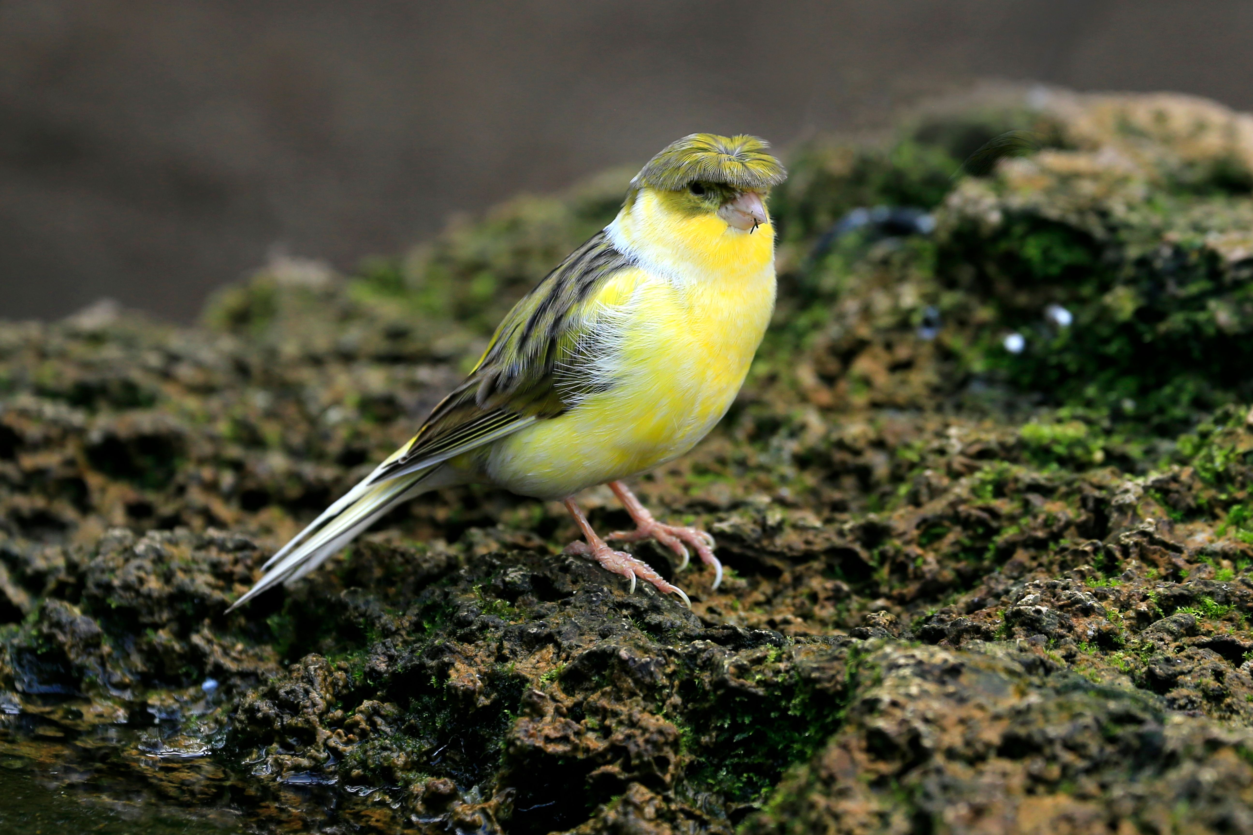 A bright yellow canary perched on a moss-covered rock, showcasing natural beauty.