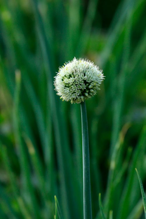 Free Detailed view of a white Allium flower in bloom with green blurred background. Stock Photo