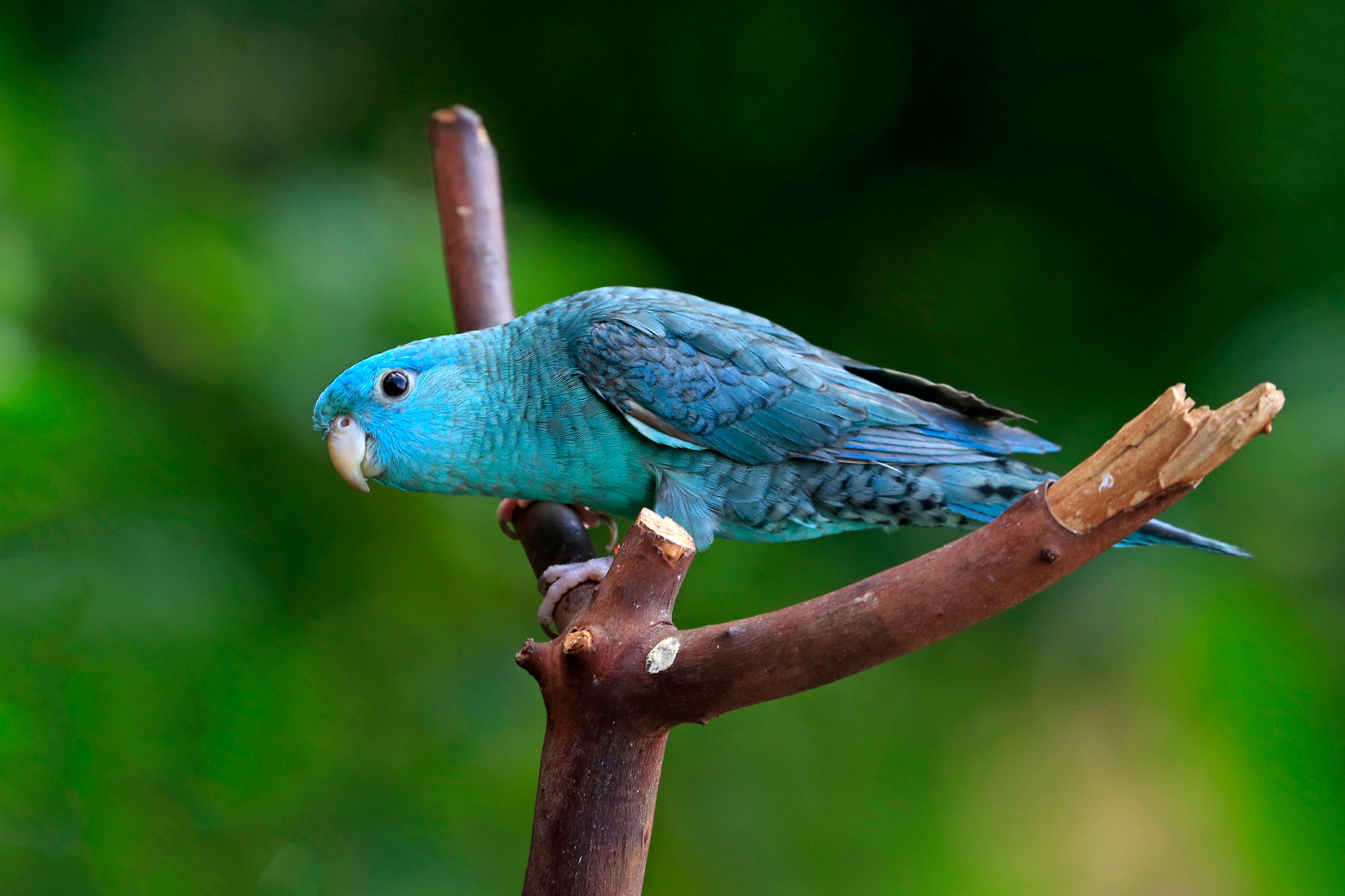 Forpus (Pacific Parrotlet) Bakımı: Kafes, Beslenme, Cinsiyet ve Sağlık