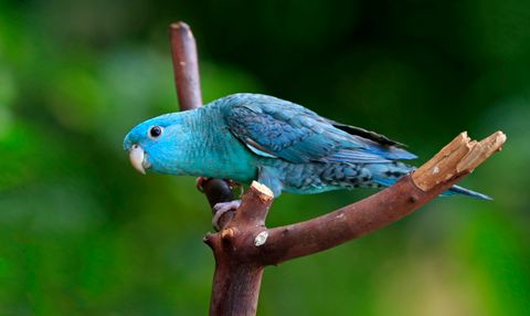 Forpus (Pacific Parrotlet) Bakımı: Kafes, Beslenme, Cinsiyet ve Sağlık