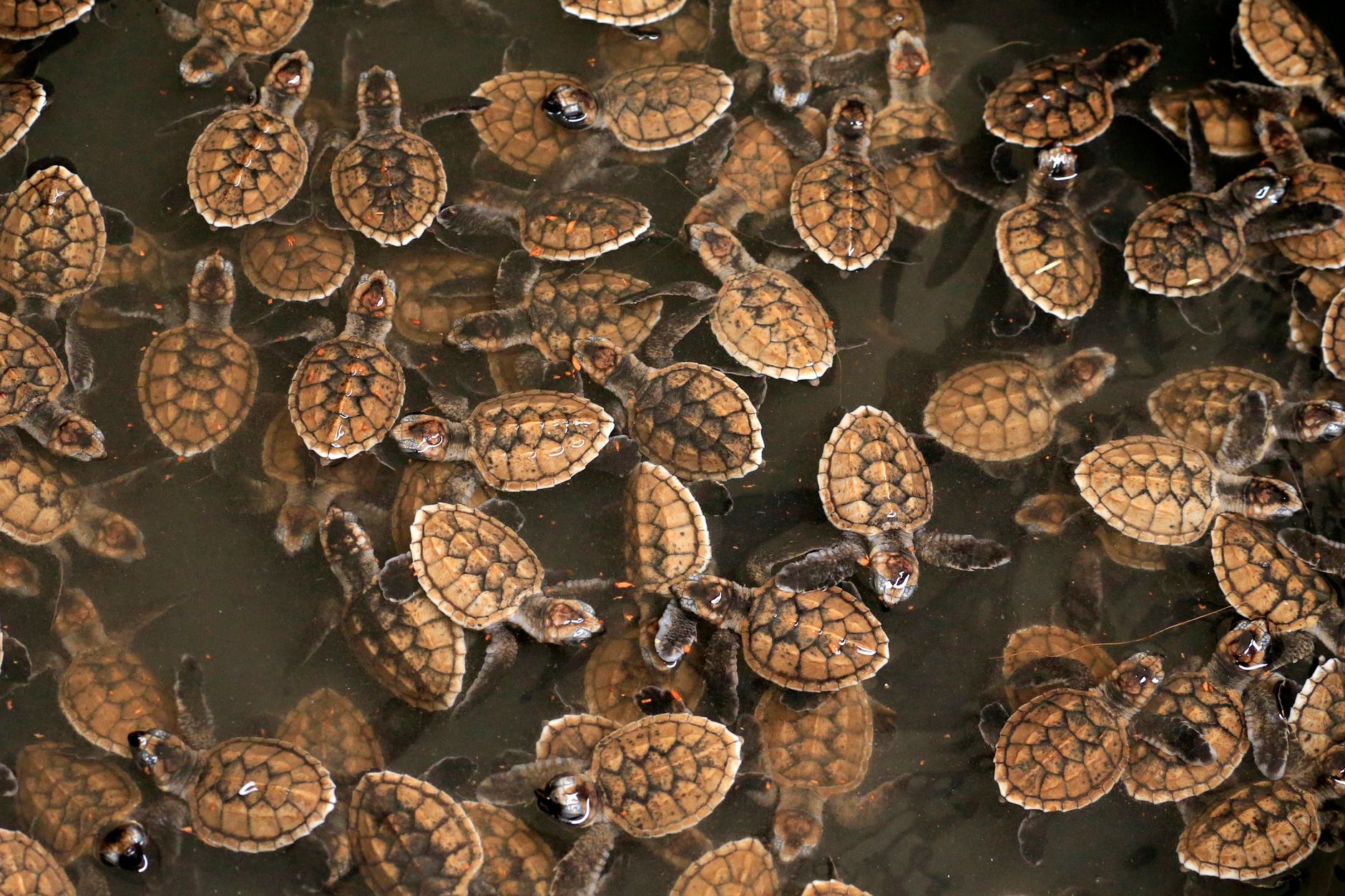 Galle Turtle Hatchery: Where to See Hatchlings & Conservation Work