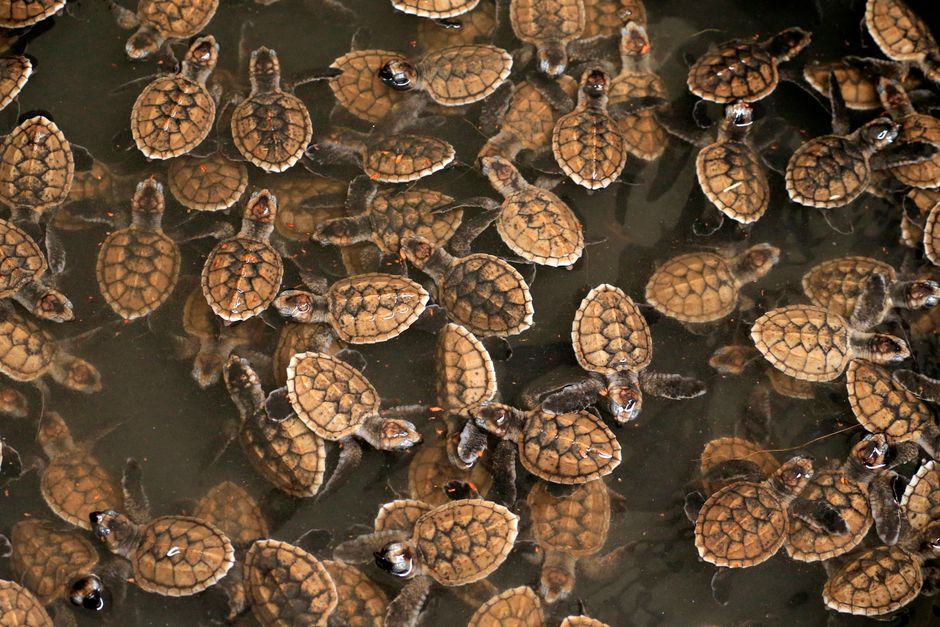 Observation des tortues marines à Pantai Selong Blanak