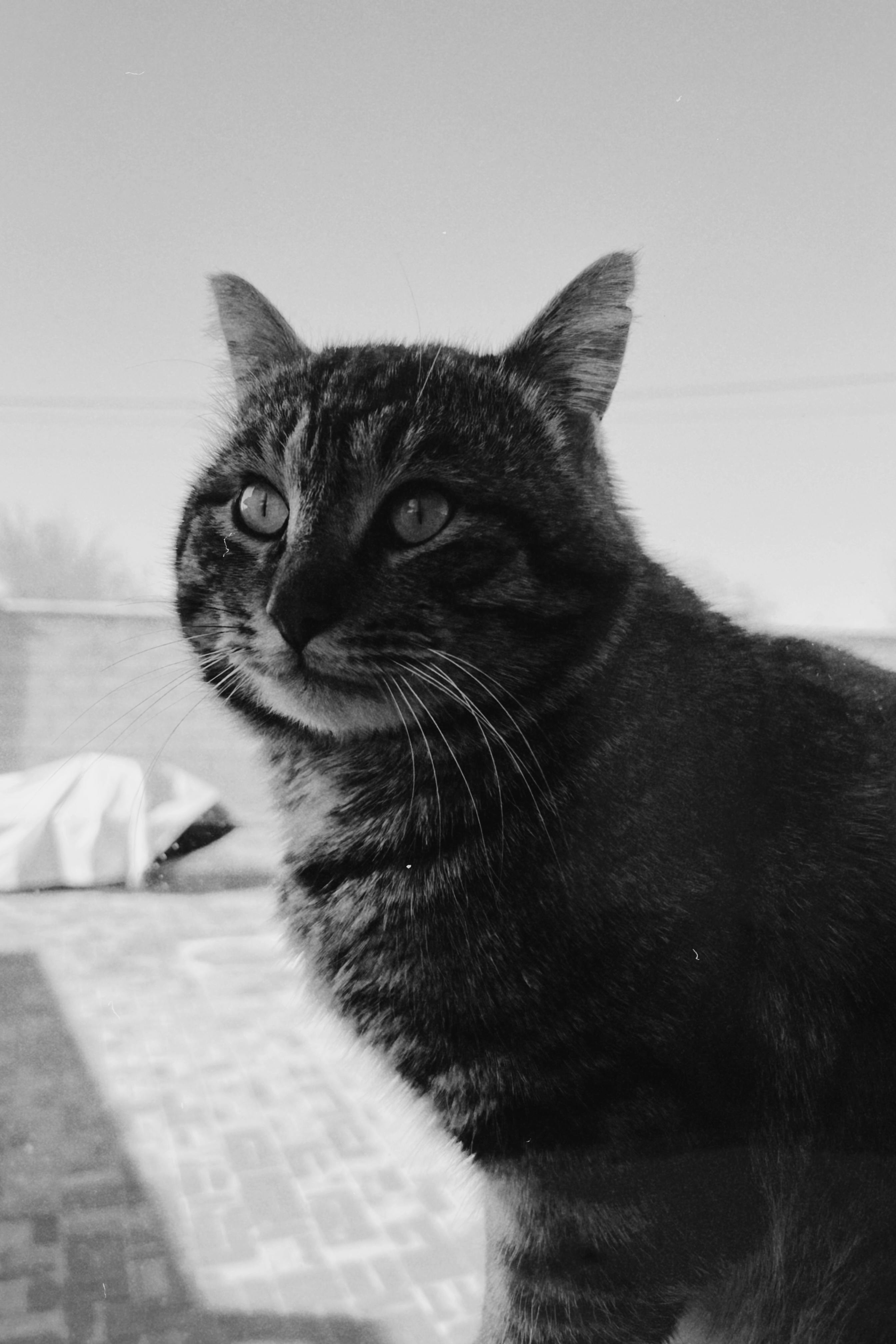 grátis Uma fotografia em preto e branco de um gato doméstico olhando para fora, capturando os detalhes de sua pelagem. Foto profissional