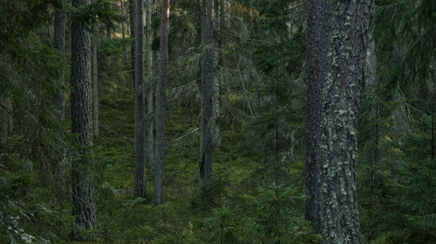 Tranquil scene of a dense boreal forest filled with towering conifers and lush undergrowth.