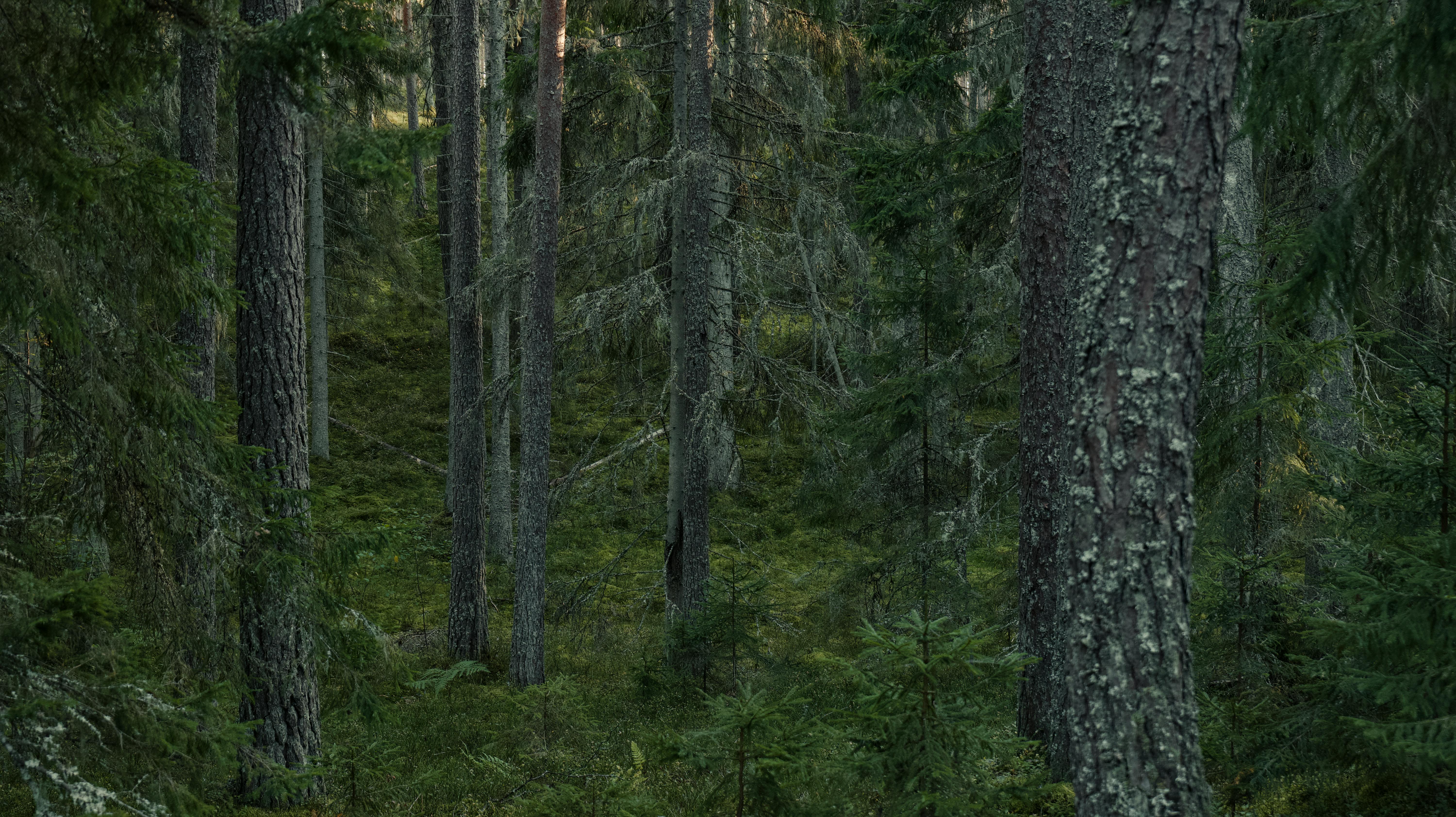 Gratis Scena tranquilla di una fitta foresta boreale ricca di imponenti conifere e un rigoglioso sottobosco. Foto a disposizione