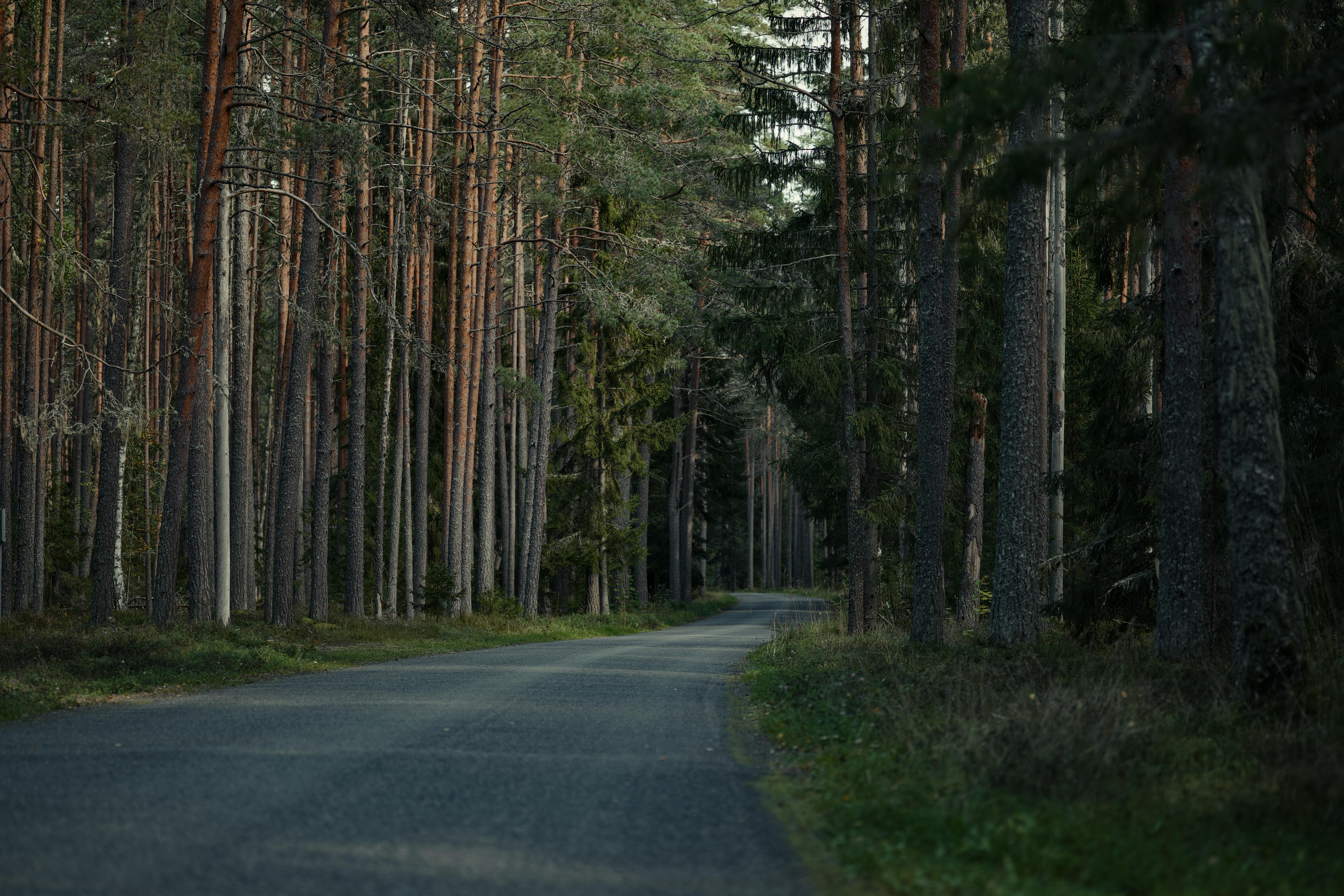 Free stock photo of forest road, trees, winding road Stock Photo