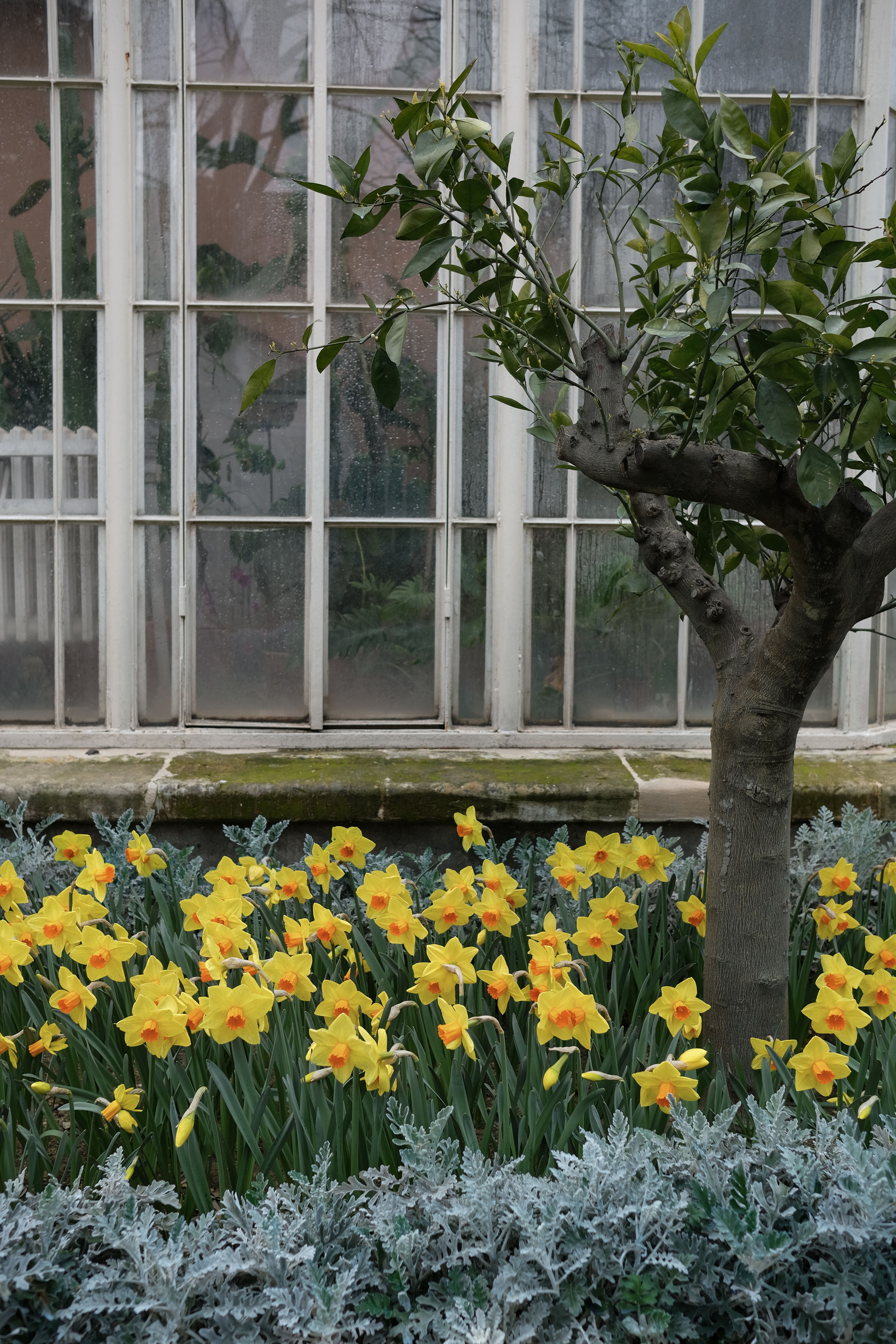 Vibrant Spring Daffodils by a Greenhouse Window · Free Stock Photo