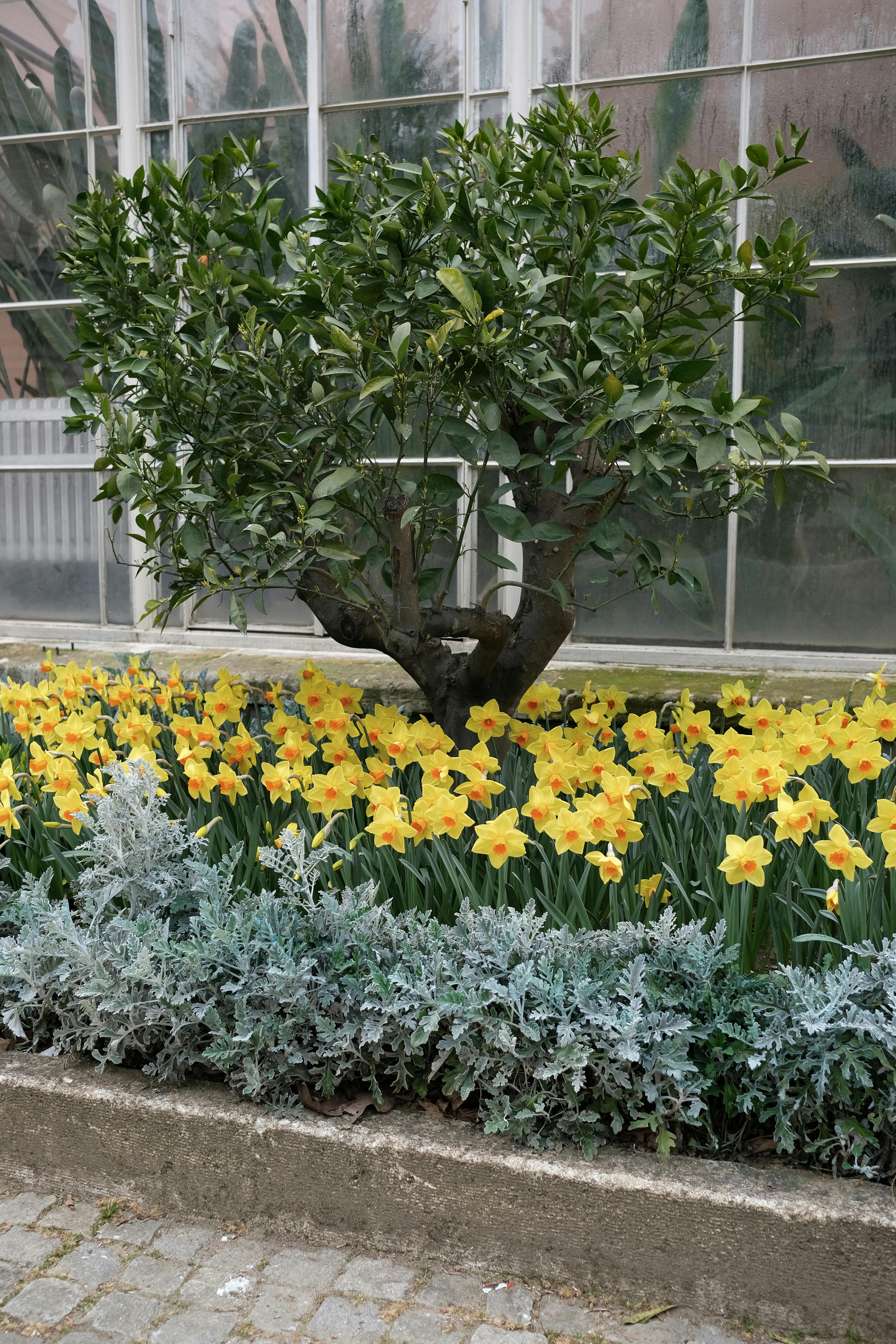 Free Colorful spring garden featuring daffodils, a small tree, and silver foliage against a greenhouse backdrop. Stock Photo