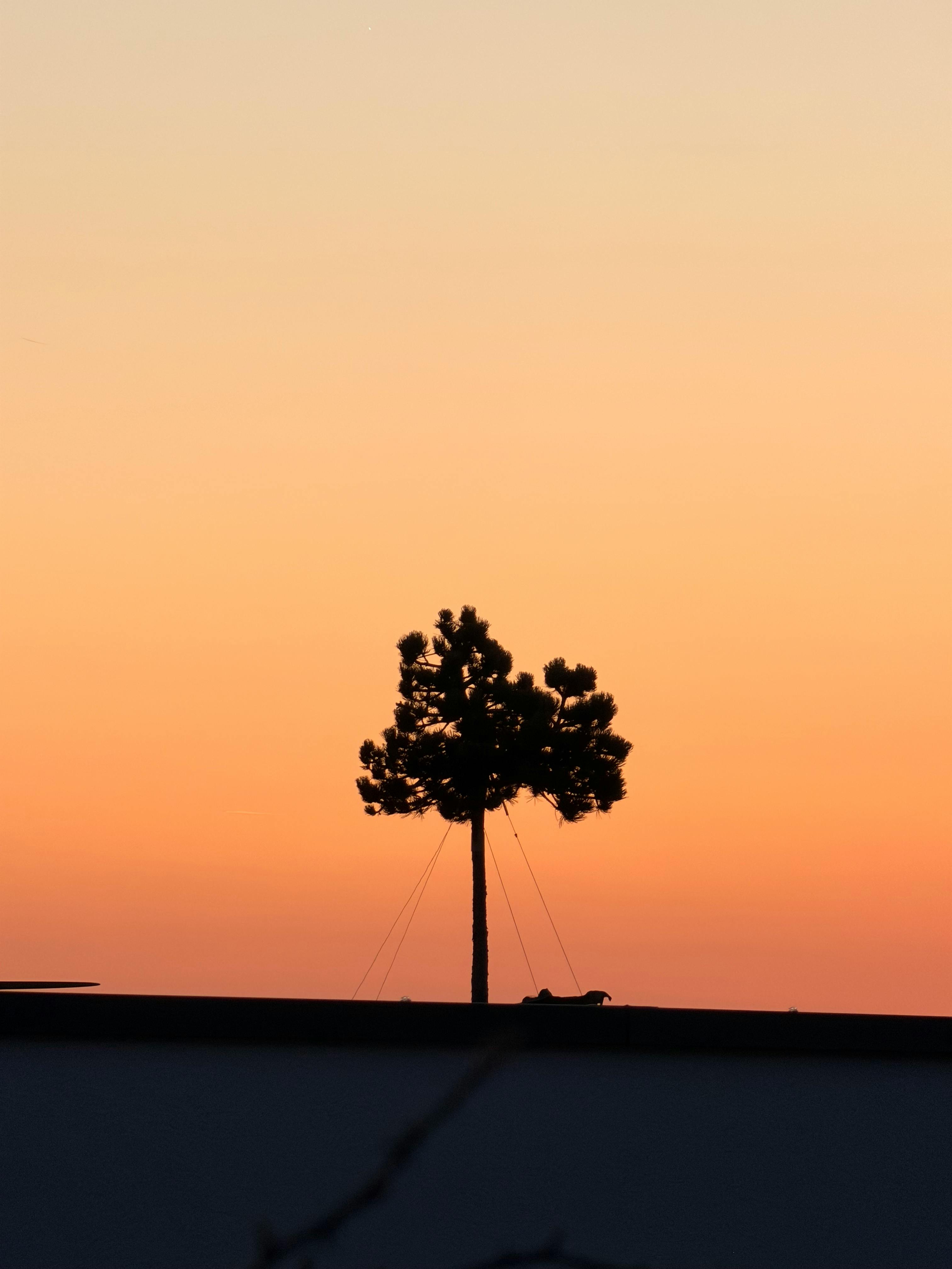 無料 鮮やかなオレンジ色の夕焼け空を背景に、一本の木のシルエットが浮かび上がり、静かで魅惑的な風景を作り出している。 写真素材