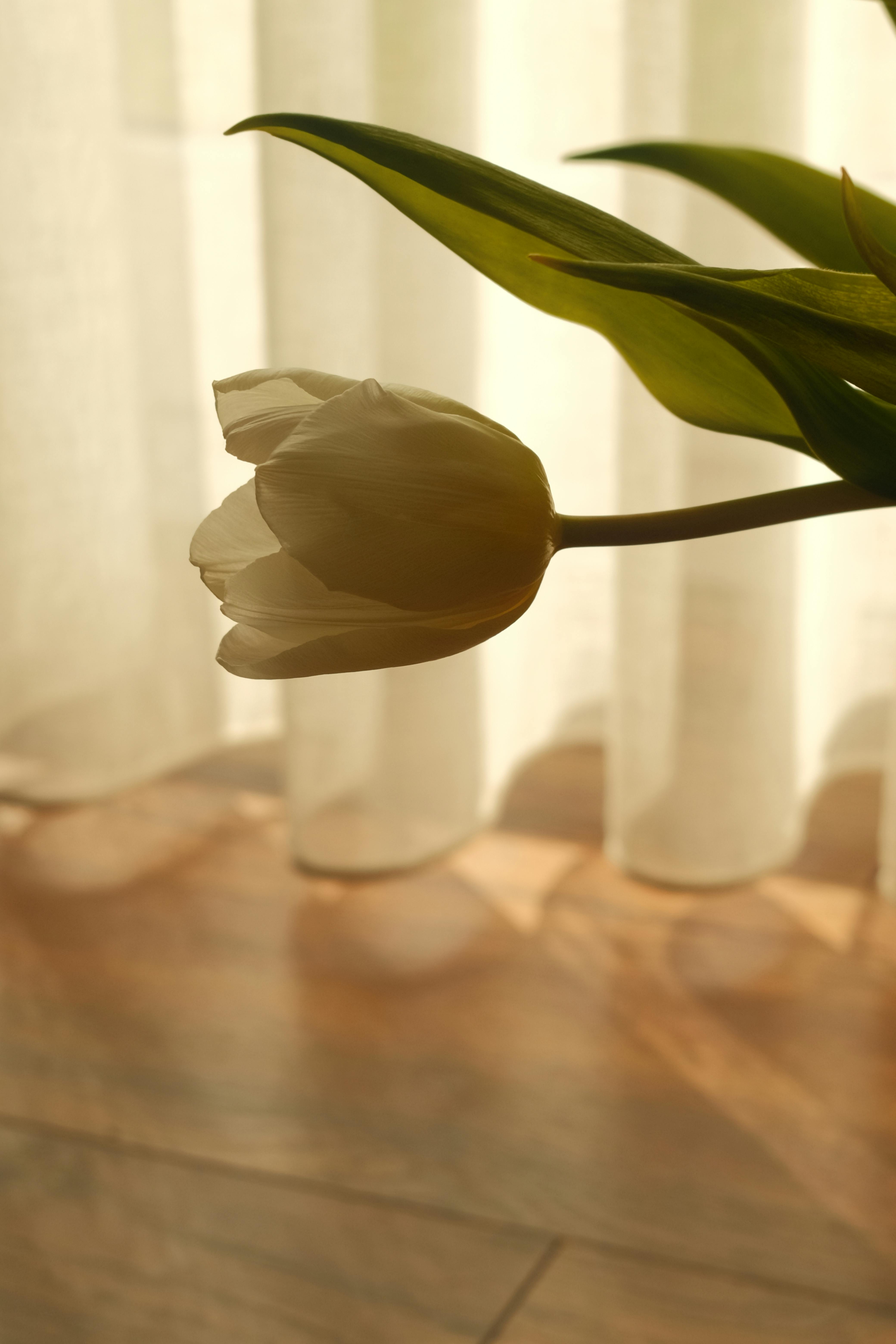 無料 陽光が差し込むカーテンを背景に、優美な白いチューリップが咲き誇り、静謐な雰囲気を醸し出している。 写真素材