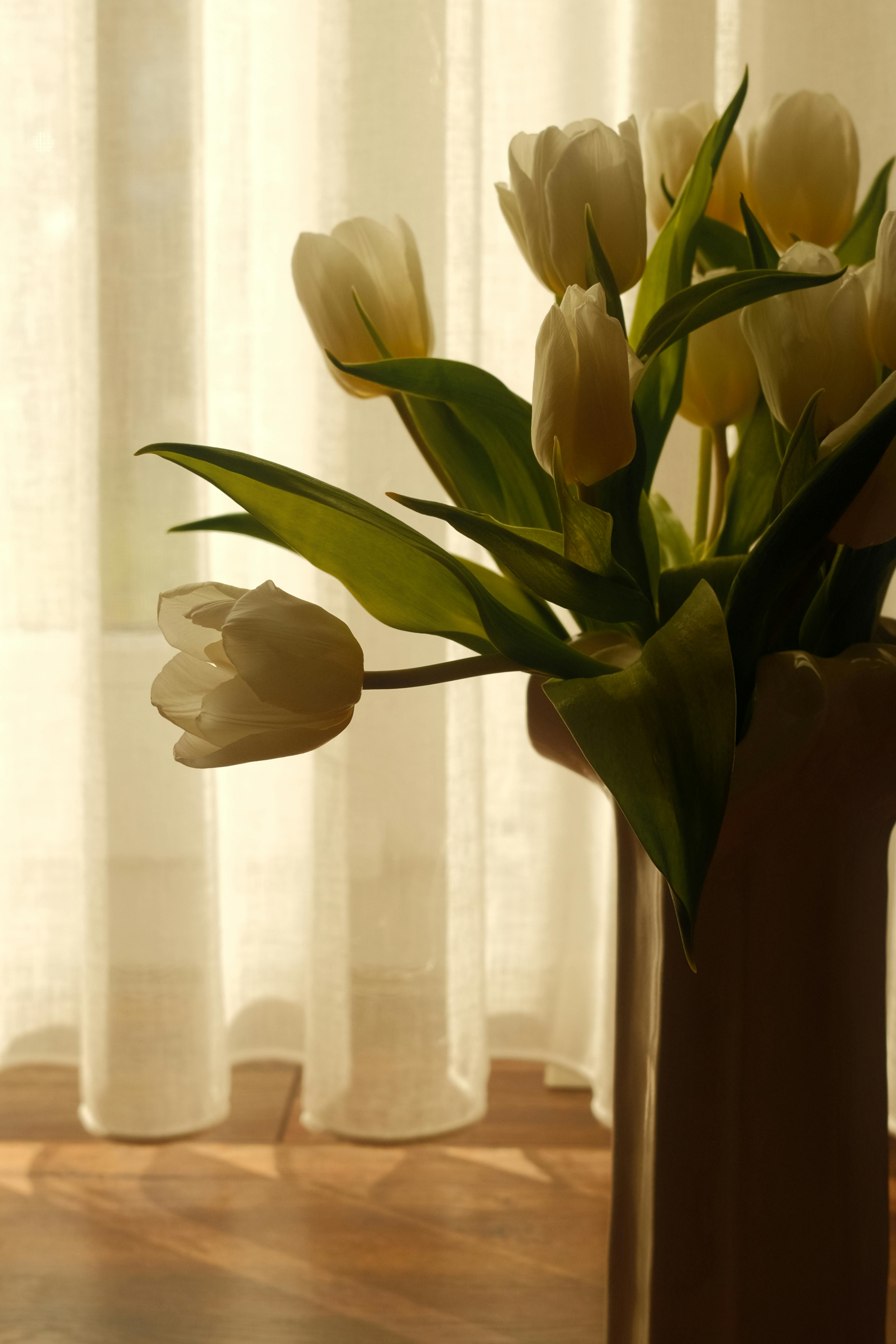 Zadarmo Krásne aranžmán tulipánov vo váze, zachytený s jemným osvetlením, ktoré vytvára pokojnú atmosféru. Fotka z fotobanky