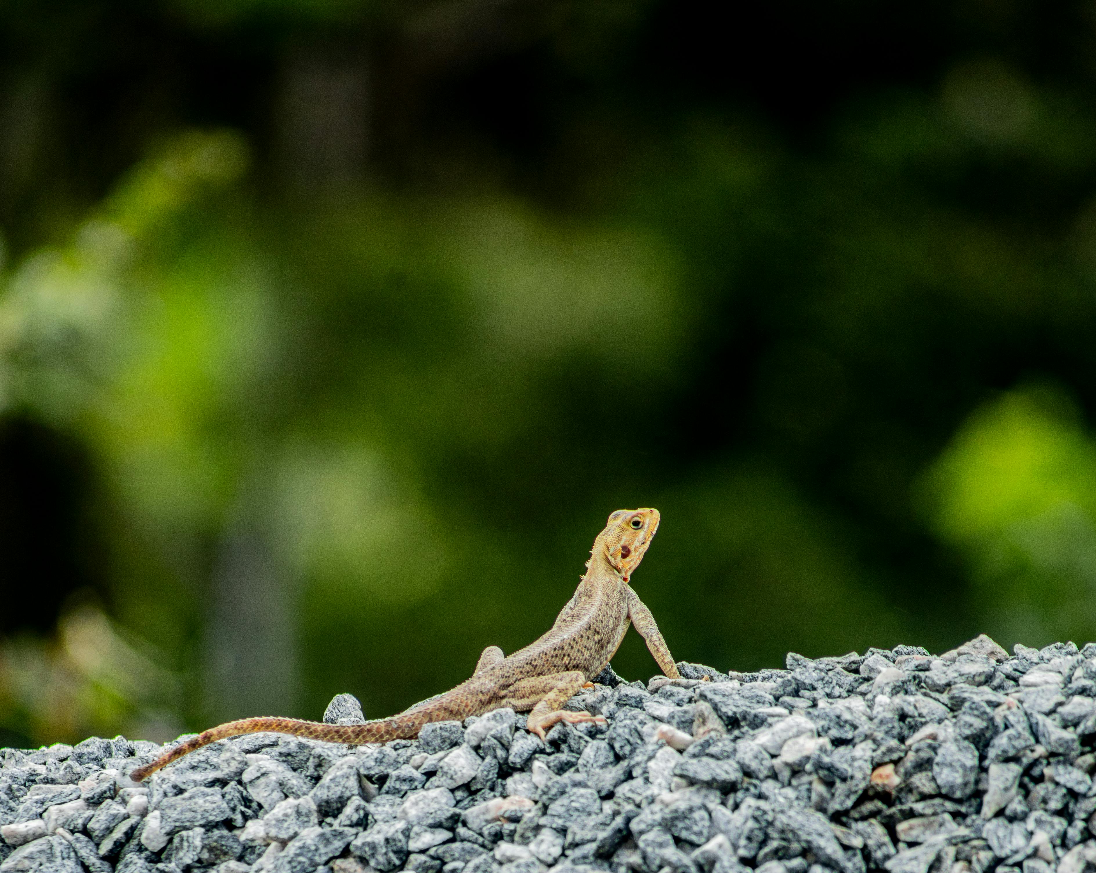 grátis Um vibrante lagarto agama empoleirado em uma superfície rochosa com um exuberante fundo verde em Takoradi, Gana. Foto profissional