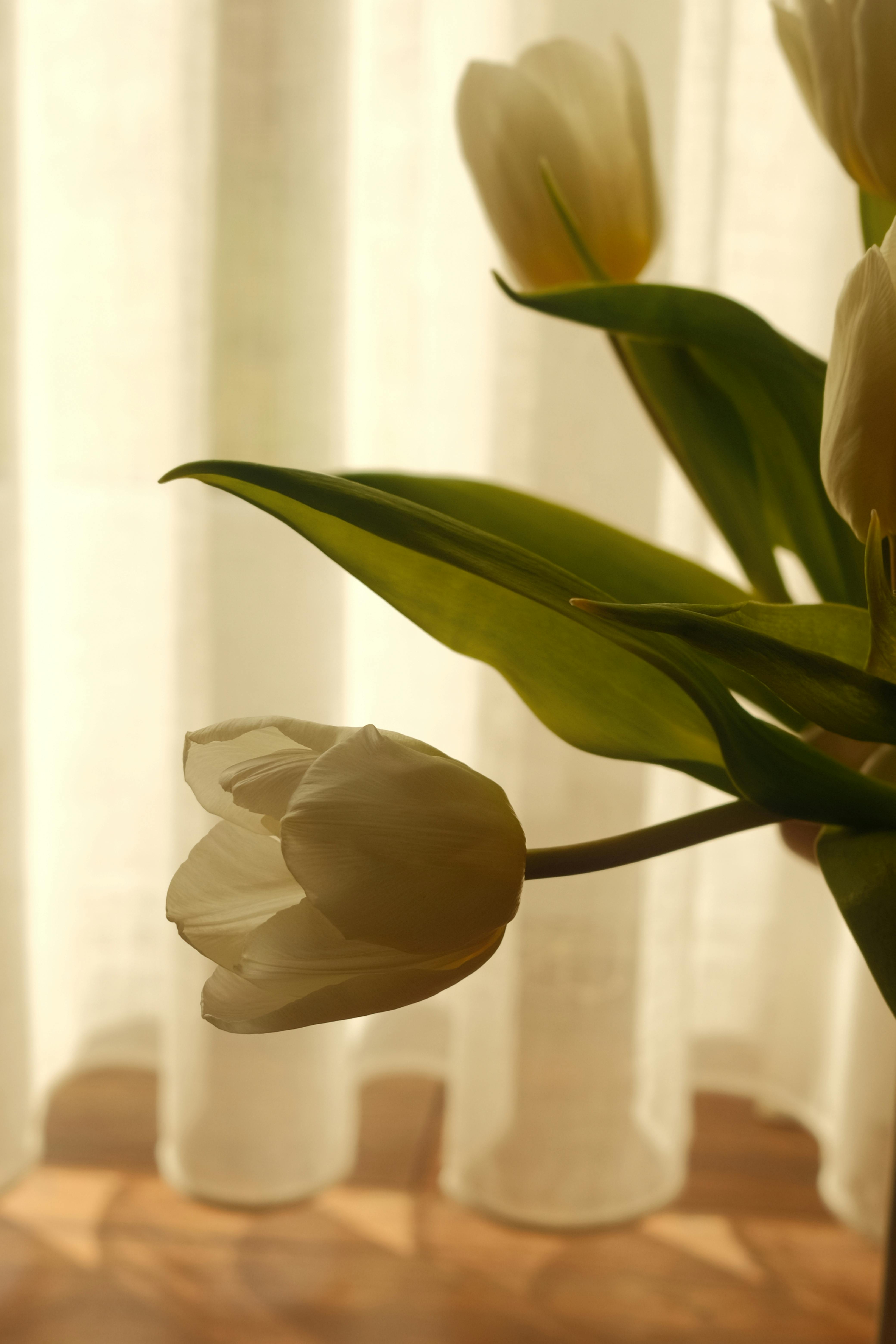 Gratuit Un prim-plan al lalelelor albe în lumină caldă de interior, perfect pentru o estetică senină. Fotografie de stoc