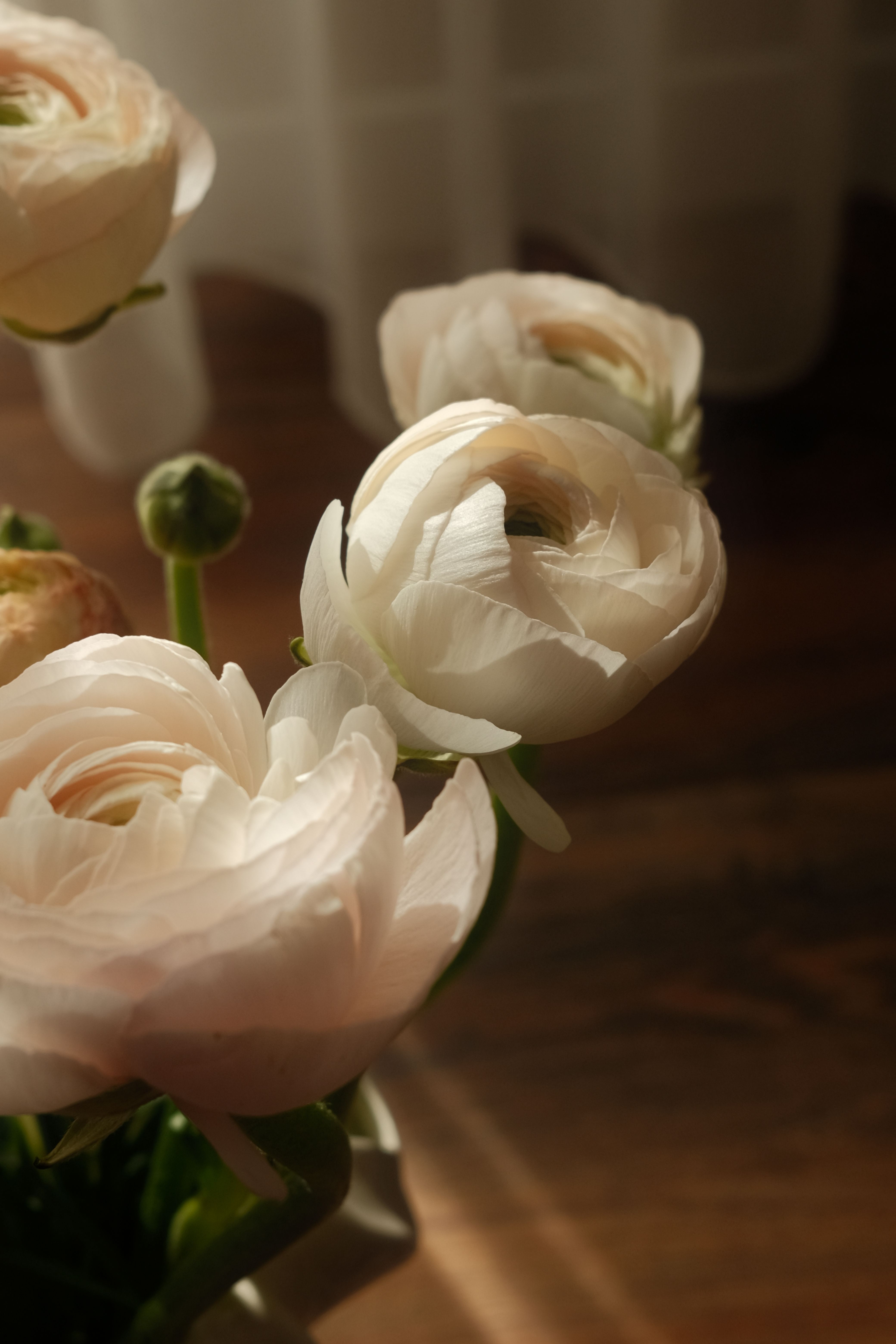 Close-up of white ranunculus flowers in soft daylight creating a serene indoor setting.