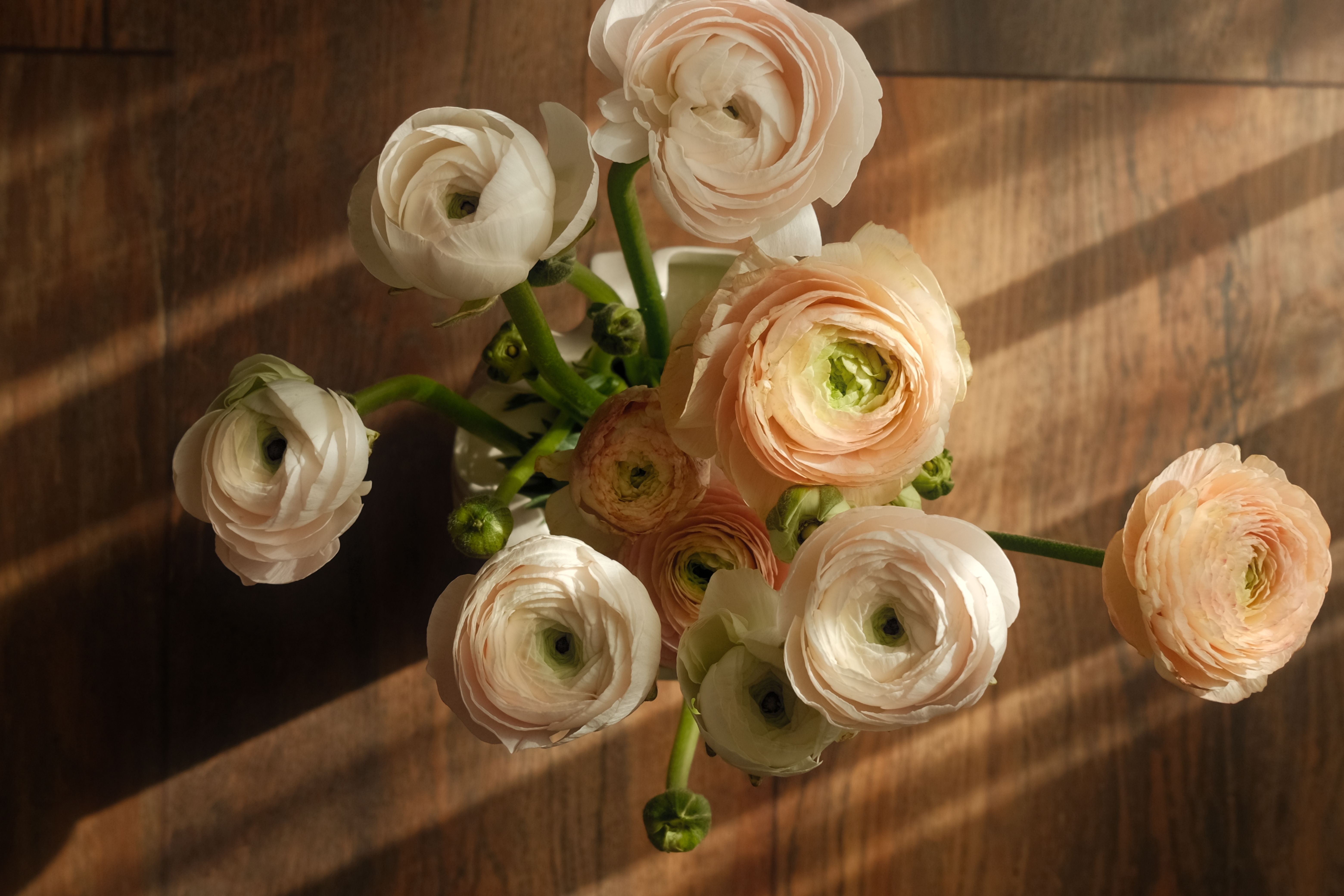 Elegant Ranunculus Bouquet in Soft Light · Free Stock Photo